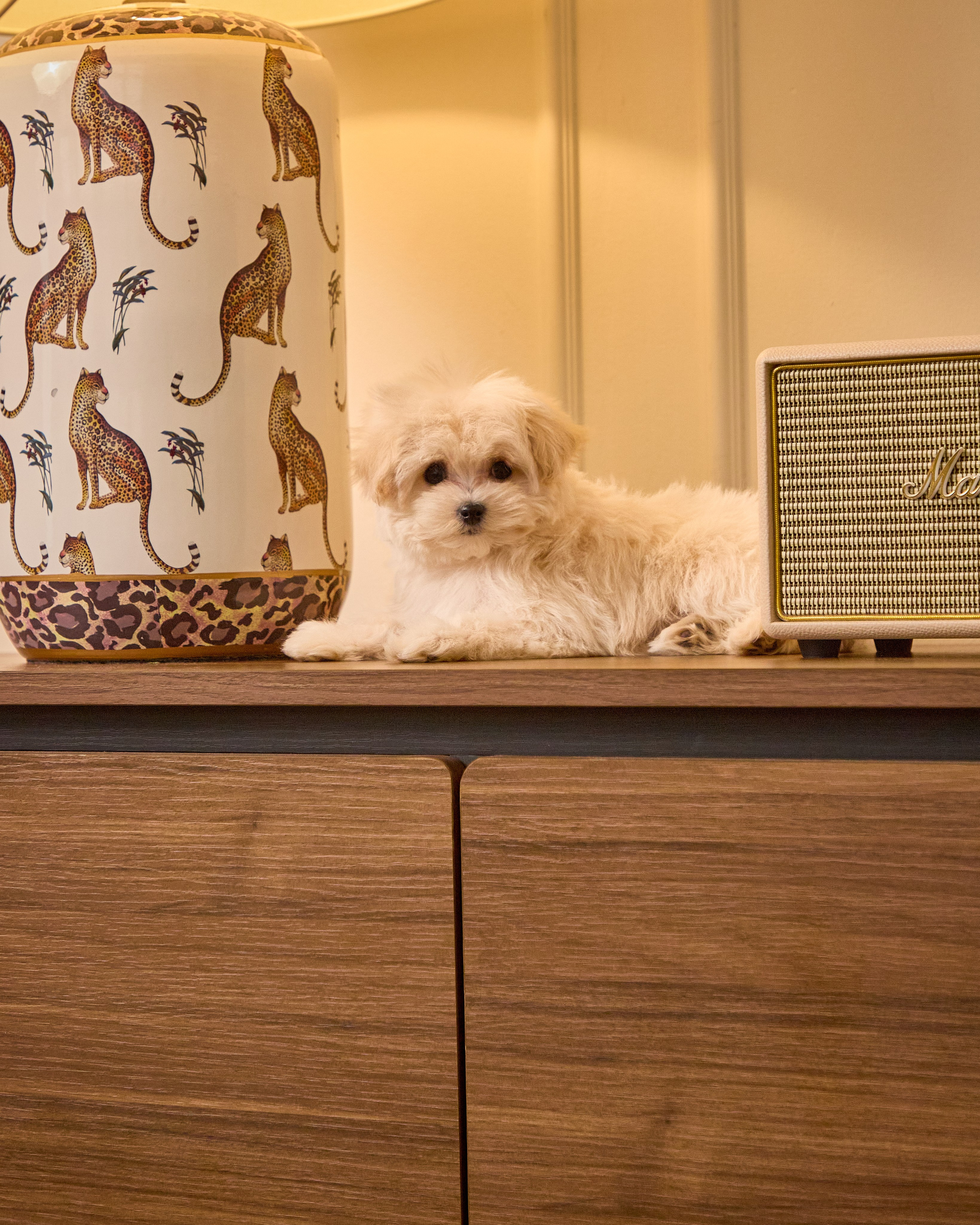 Dogs Maltipu commercial shoot. Святослав Лебедев | Рекламный фотограф — Коммерческая съемка, Арт-дирекшн, AI-интеграция