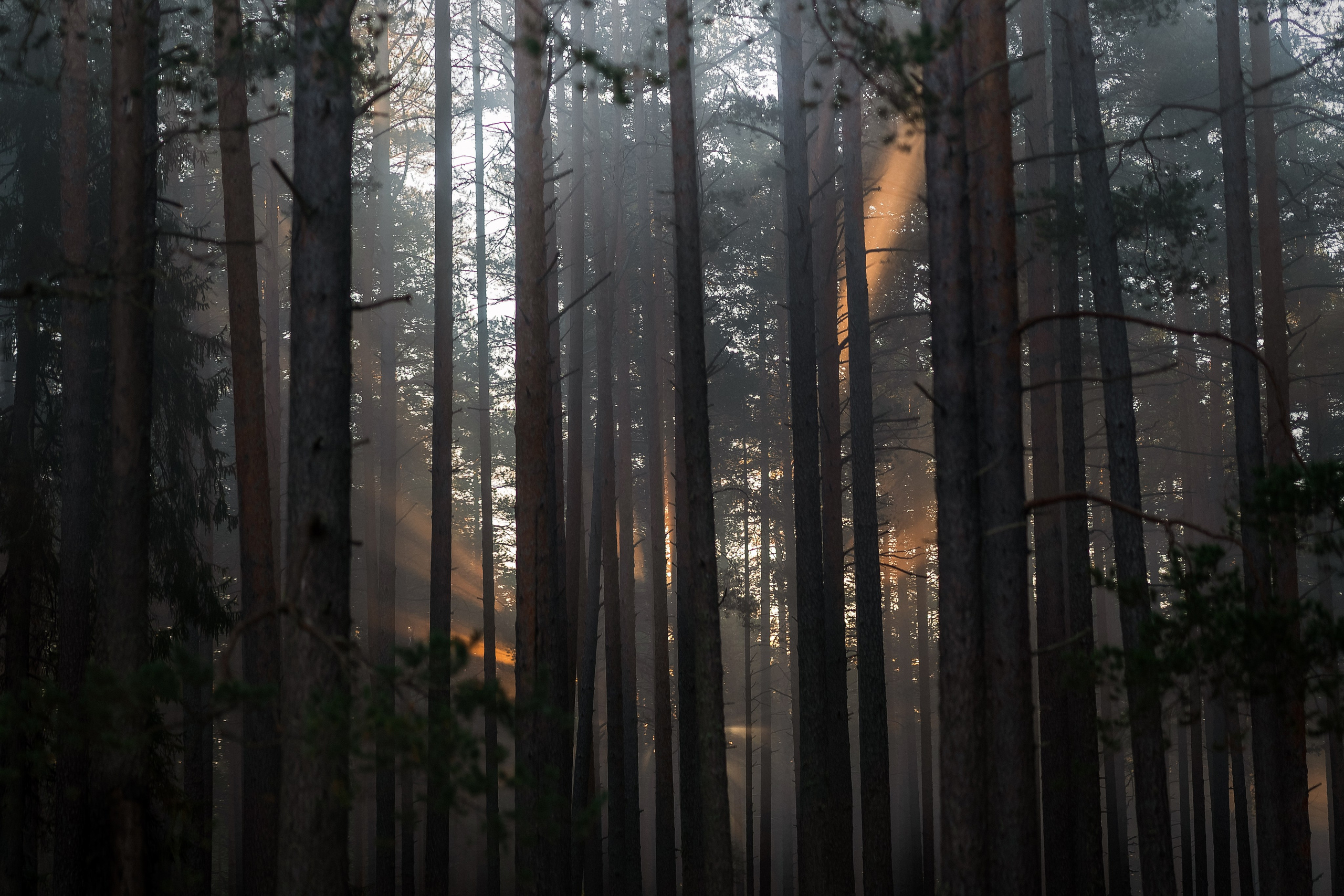 Юля Дэй • Фотограф, Санкт-Петербург