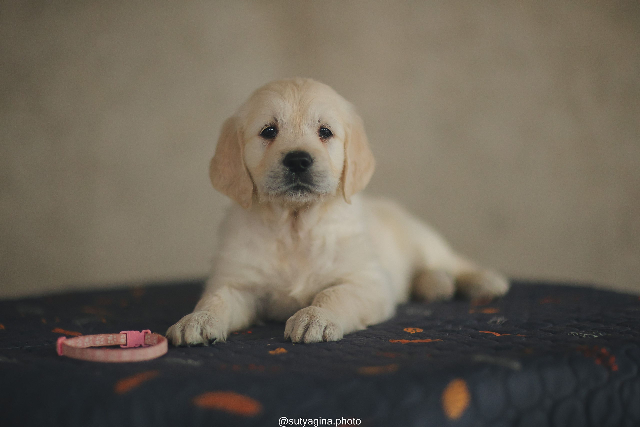 Белая лента. Свадебный и женский фотограф