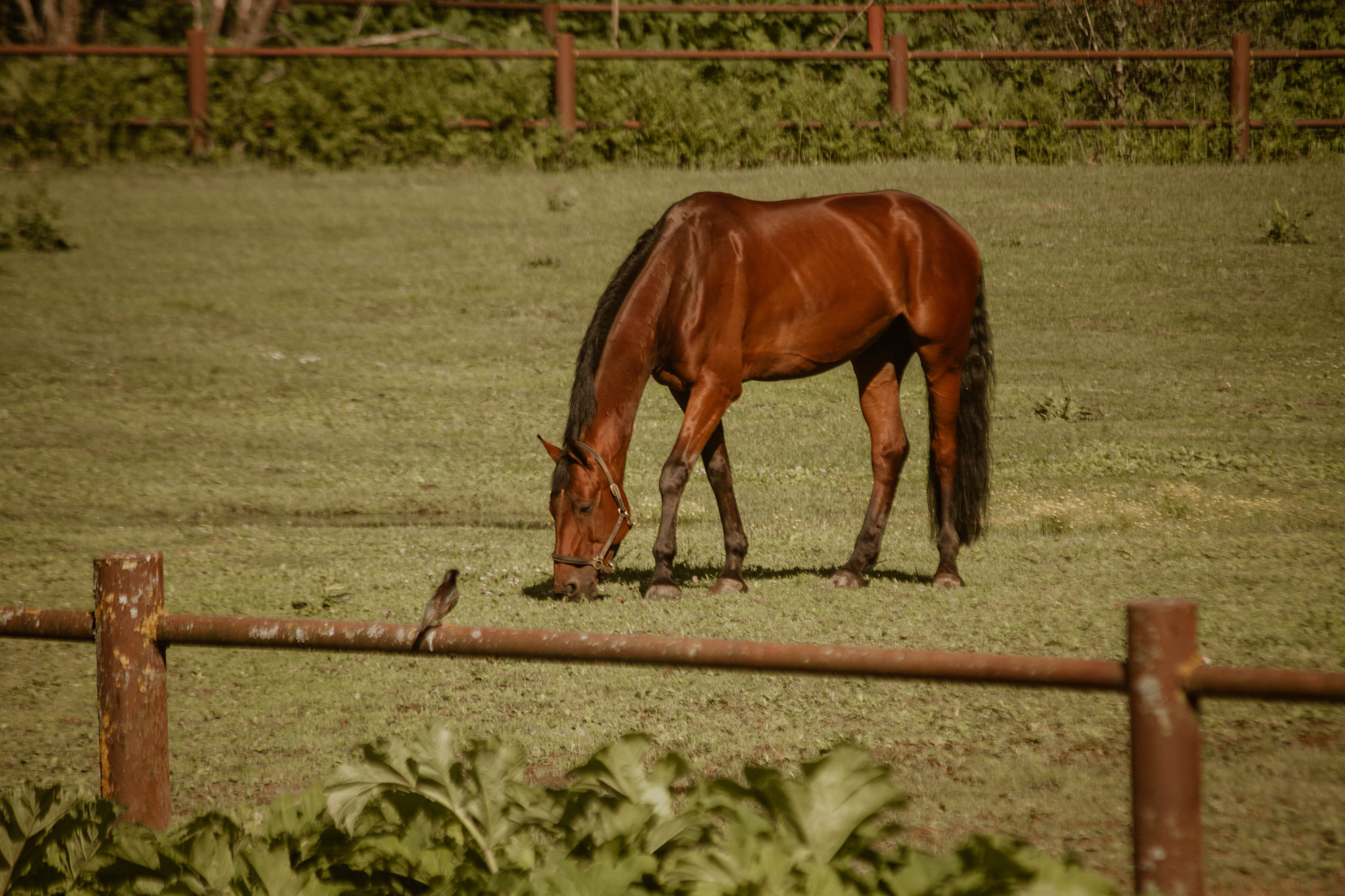 ИППОСФЕРА — Международная конная выставка. Создадим шедевр? Виталина и её фотоискусство