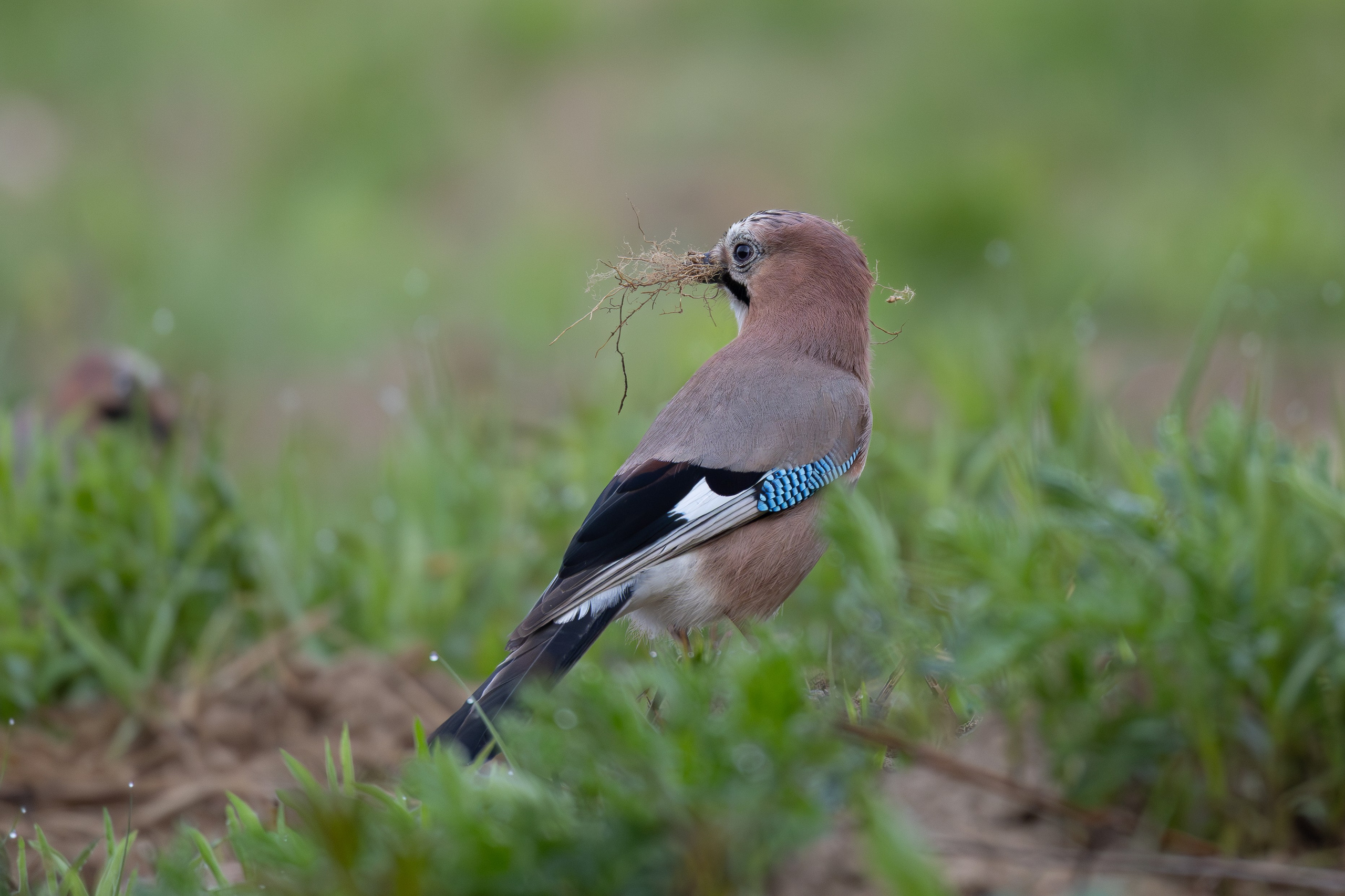 Птицы СНТ «Подлесье». Птицы парков г. Люберцы