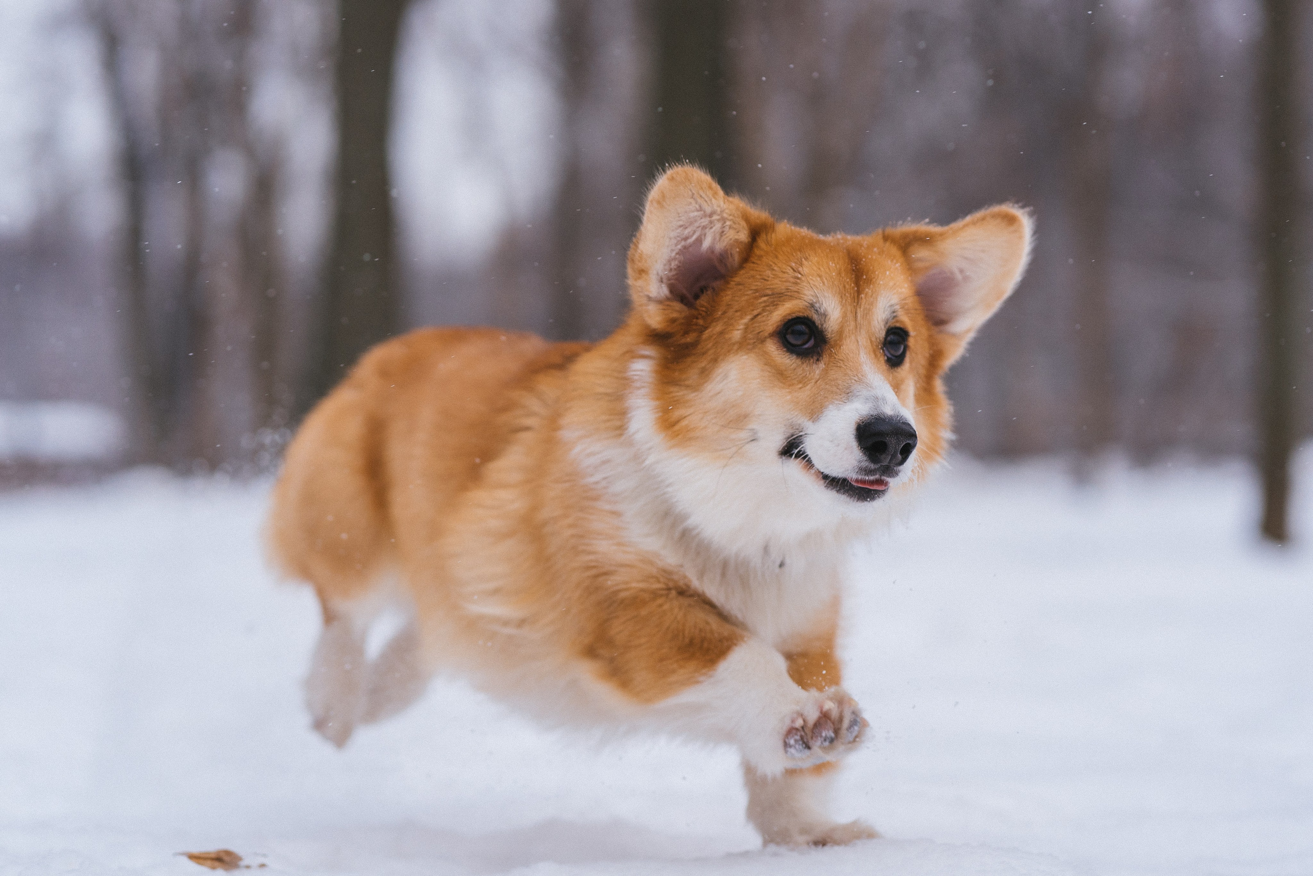 Агата и Лайк. Свадебный фотограф в Москве Анна Полушина