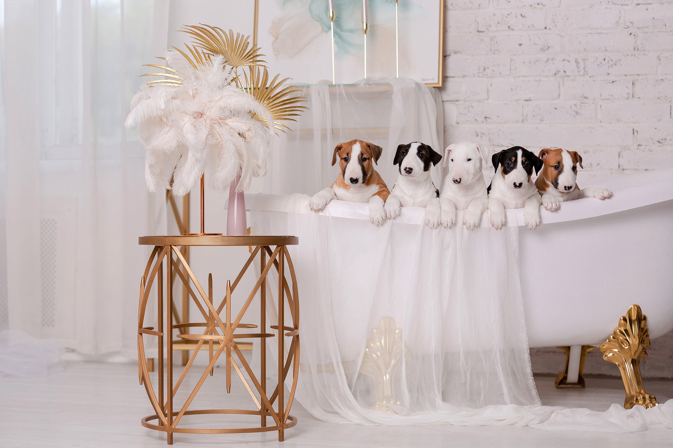 Фотограф-анималист в Краснодаре Маша Мельникова