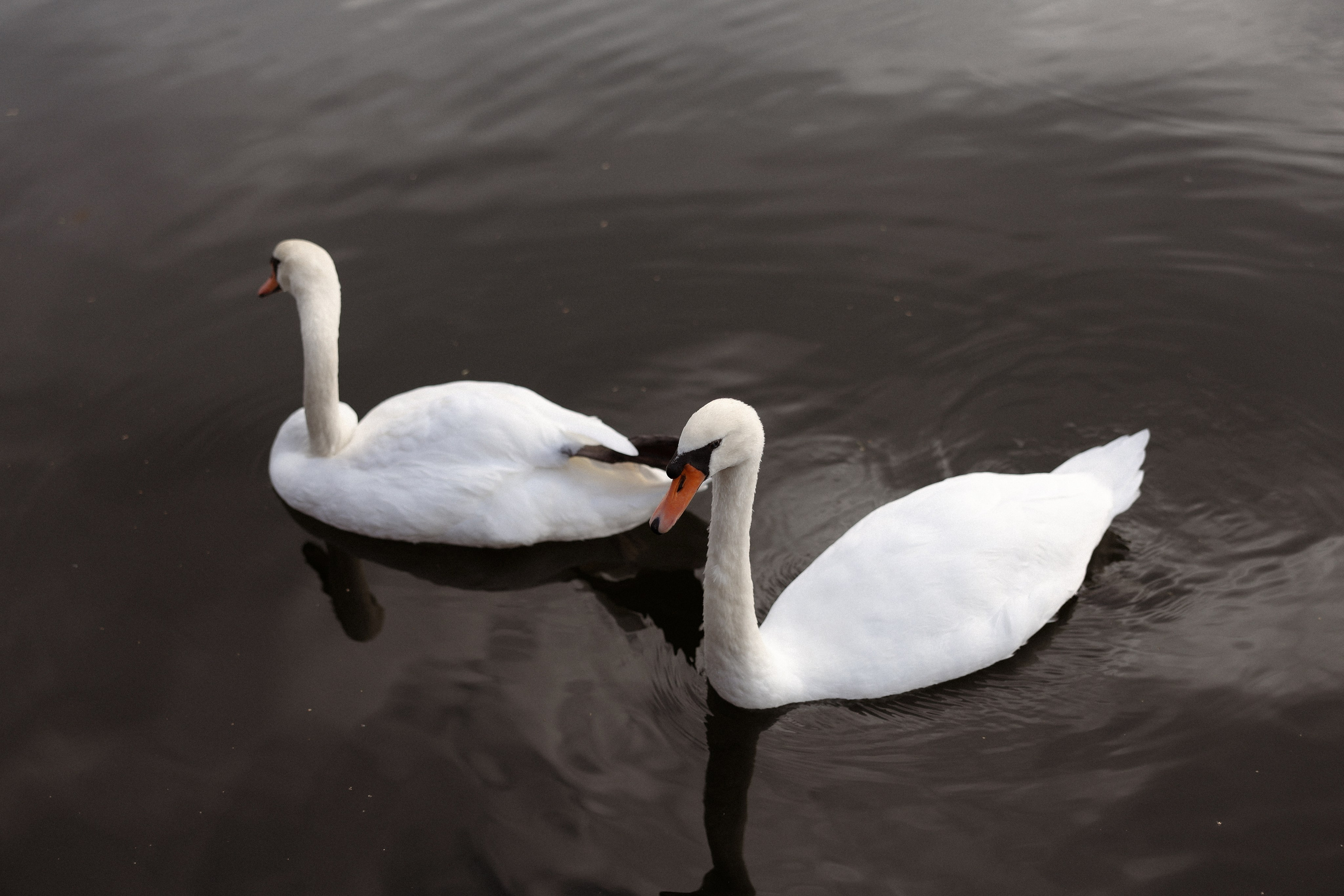 «Магия выставленного света» — Анна и Милан. Свадебный и семейный фотограф в Москве Ломова Ирина