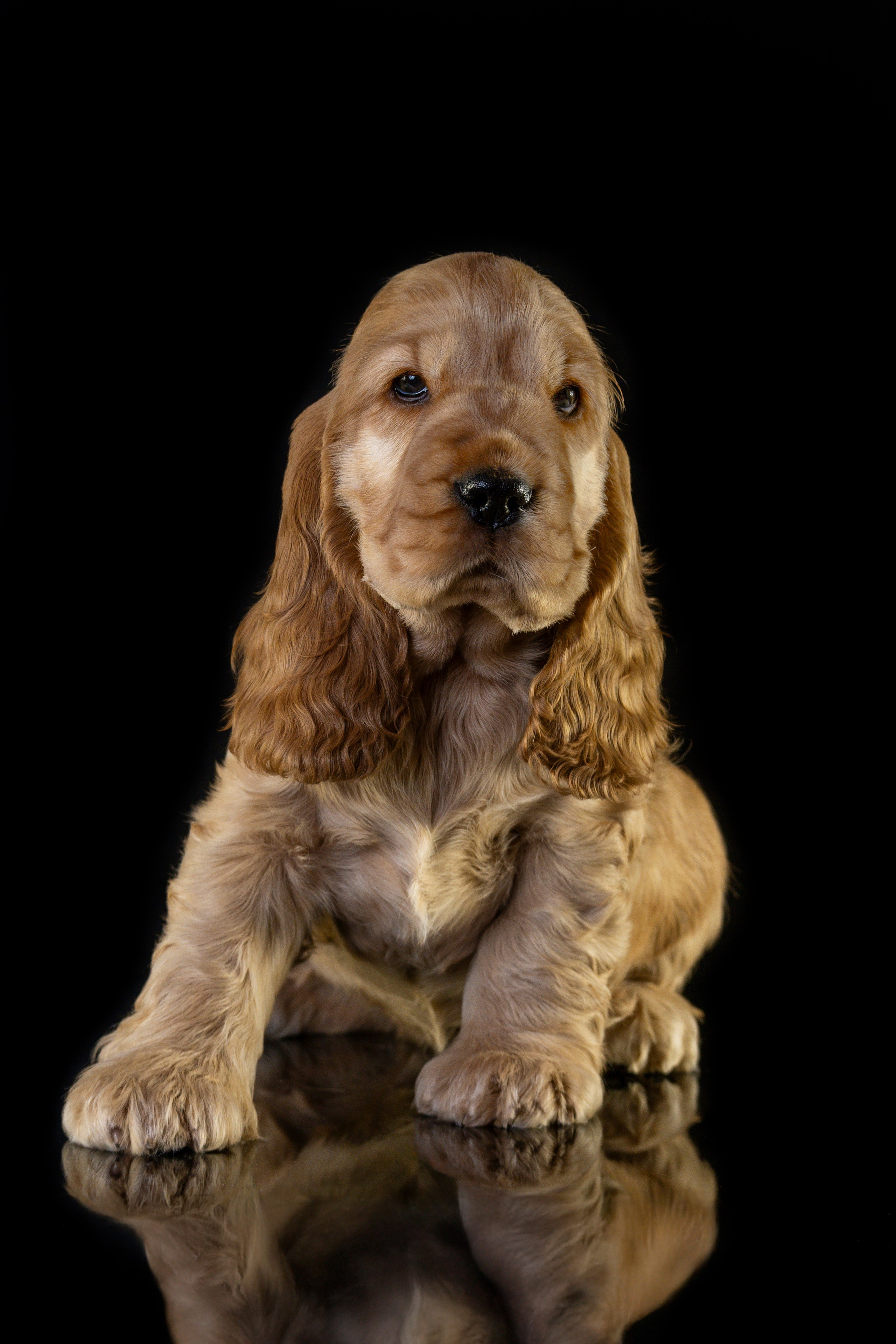 Щенки спаниеля. Фотограф анималист в Санкт-Петербурге Таша Крейв