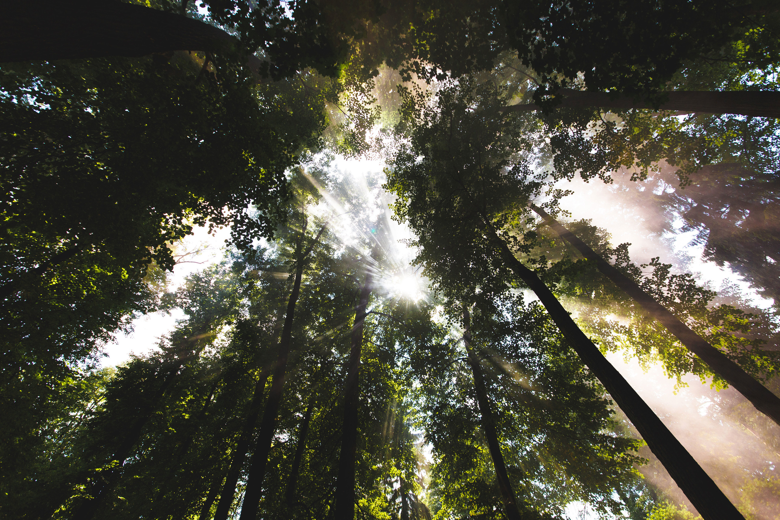 Свадьба Сергея и Тамары 3 августа 2018 года. Ведущий на свадьбу, корпоратив и юбилей в Москве Сергей Рябинин