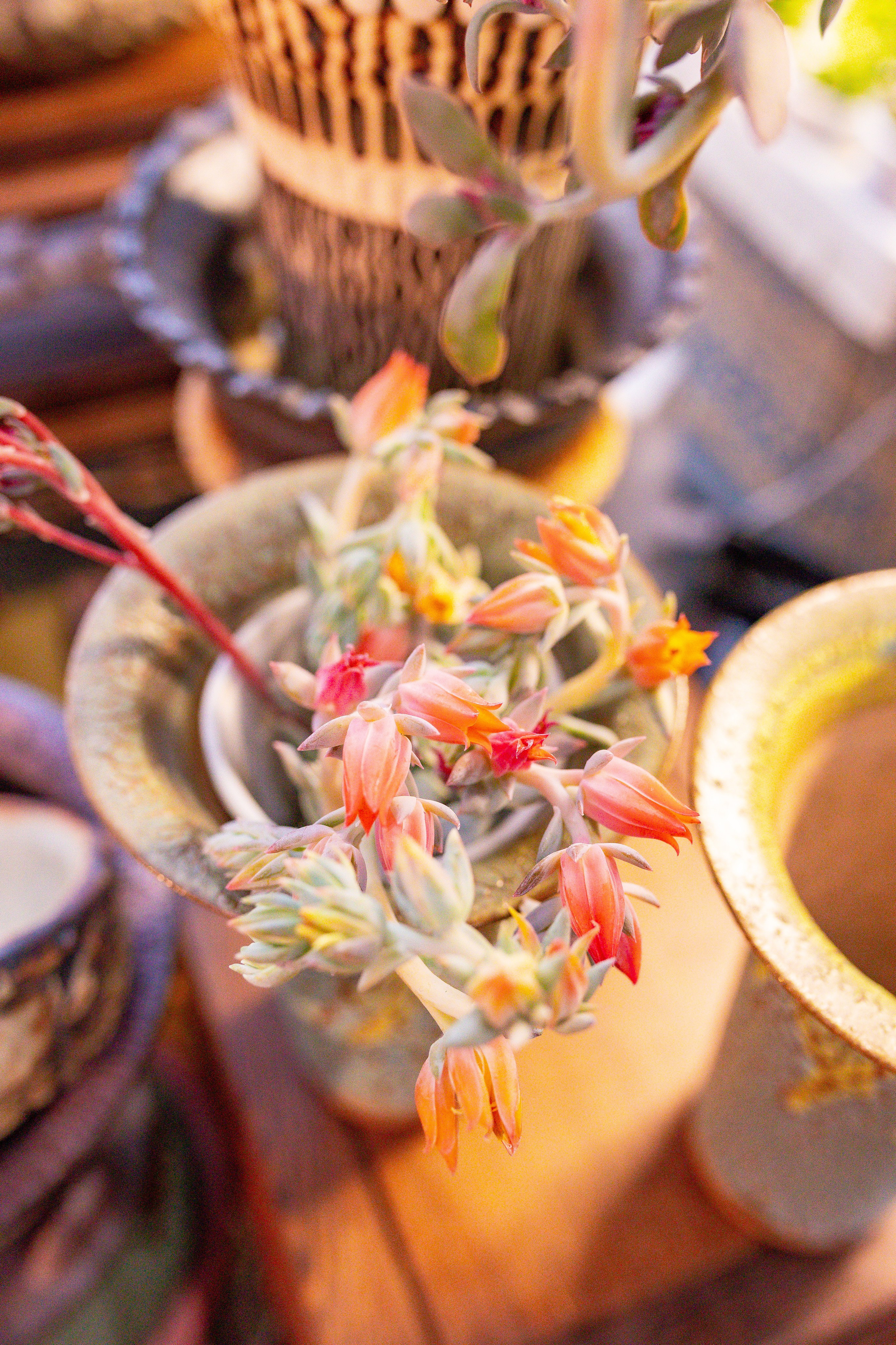 Орхидиум сентябрь 2025. Александра Куликова фотограф, Москва