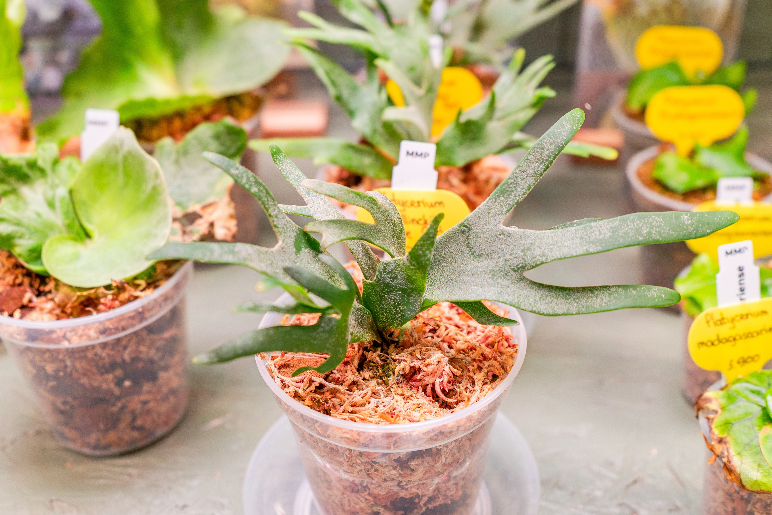 Make more plants. Александра Куликова фотограф, Москва