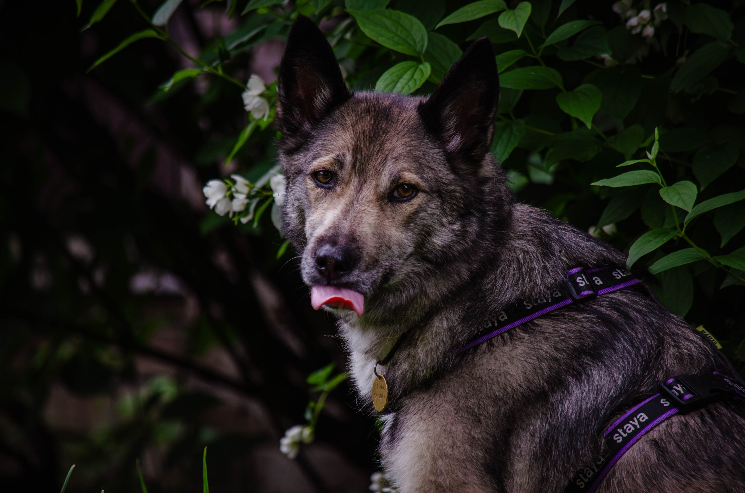 Мира и Чиж. Фотограф Светлана Блинова, Москва и Московская область
