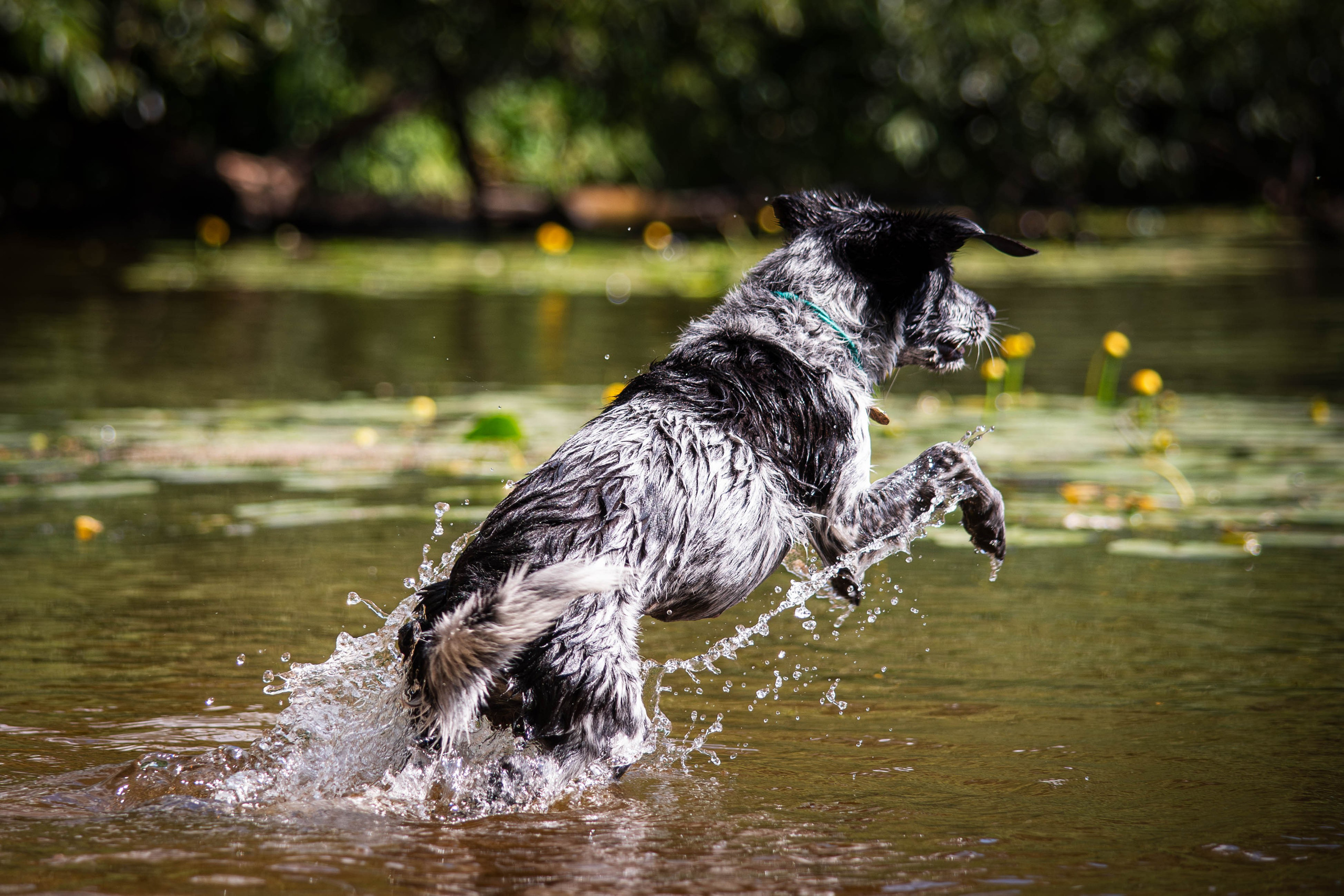 Берта, Ангелина и Витя. Фотограф Светлана Блинова, Москва и Московская область