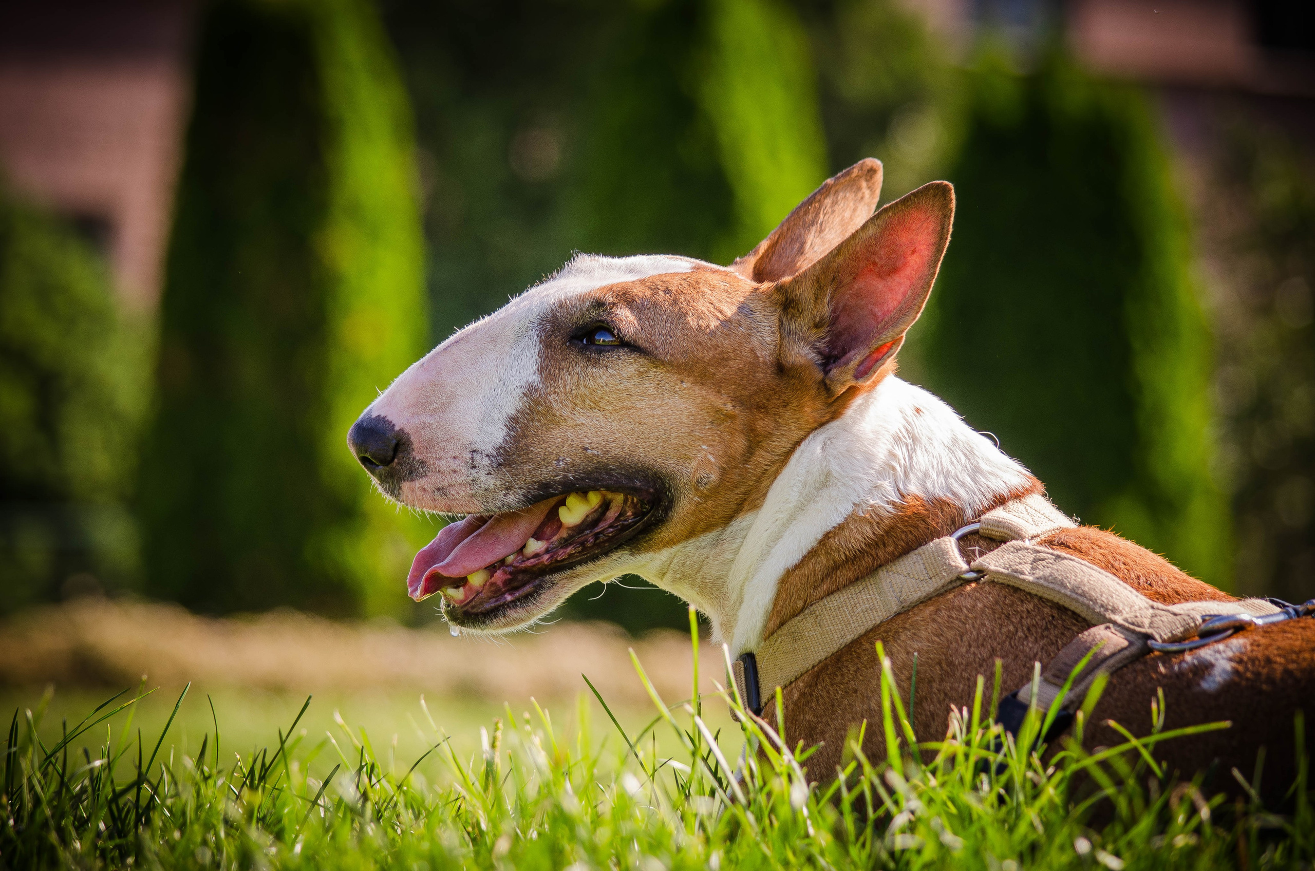 Пуля. Фотограф Светлана Блинова, Москва и Московская область