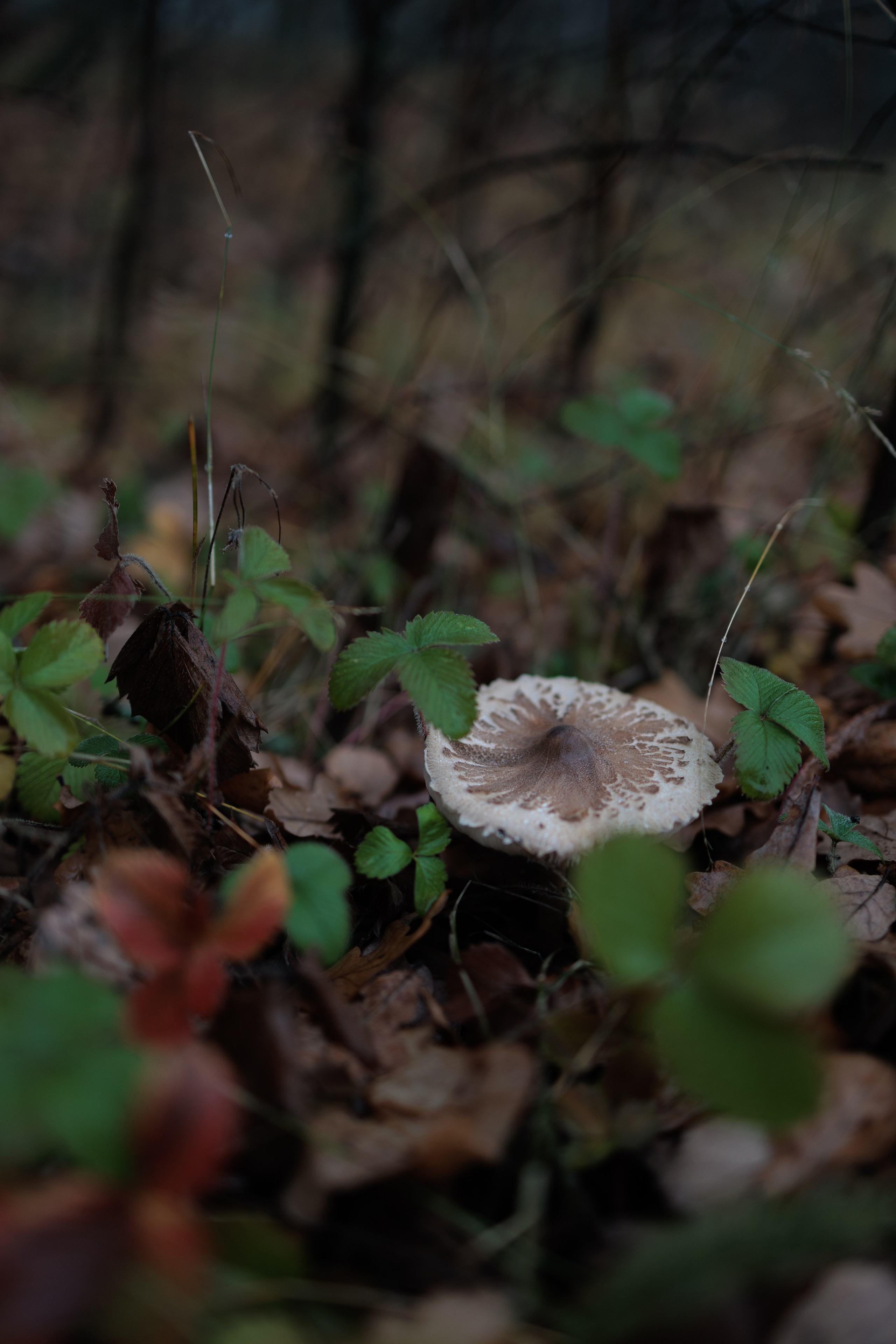 В туманном лесу. Семейный фотограф в Белгороде