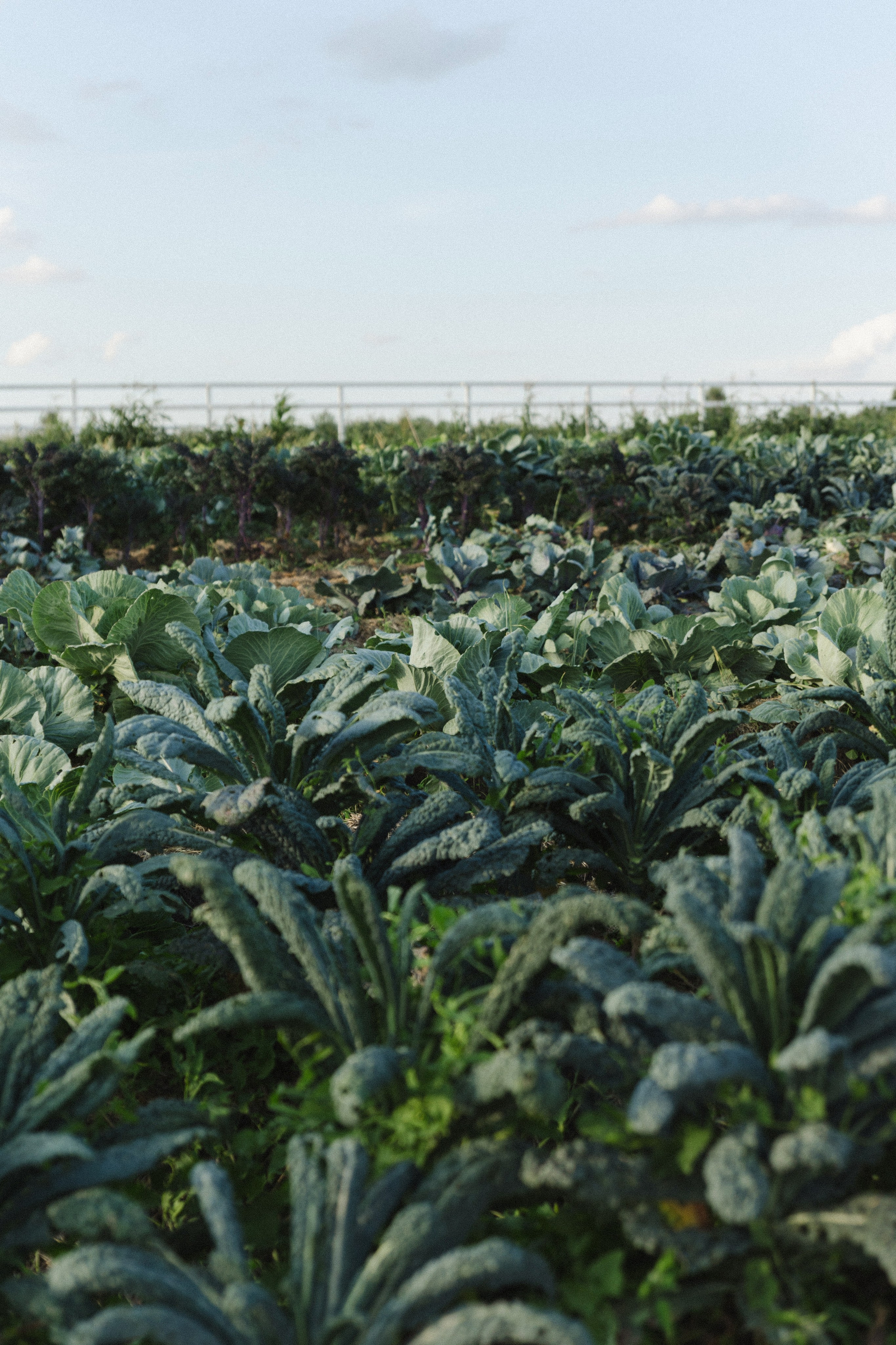 Сабина и Алексей. Фотограф Ирина Гринько Тольятти Самара Москва