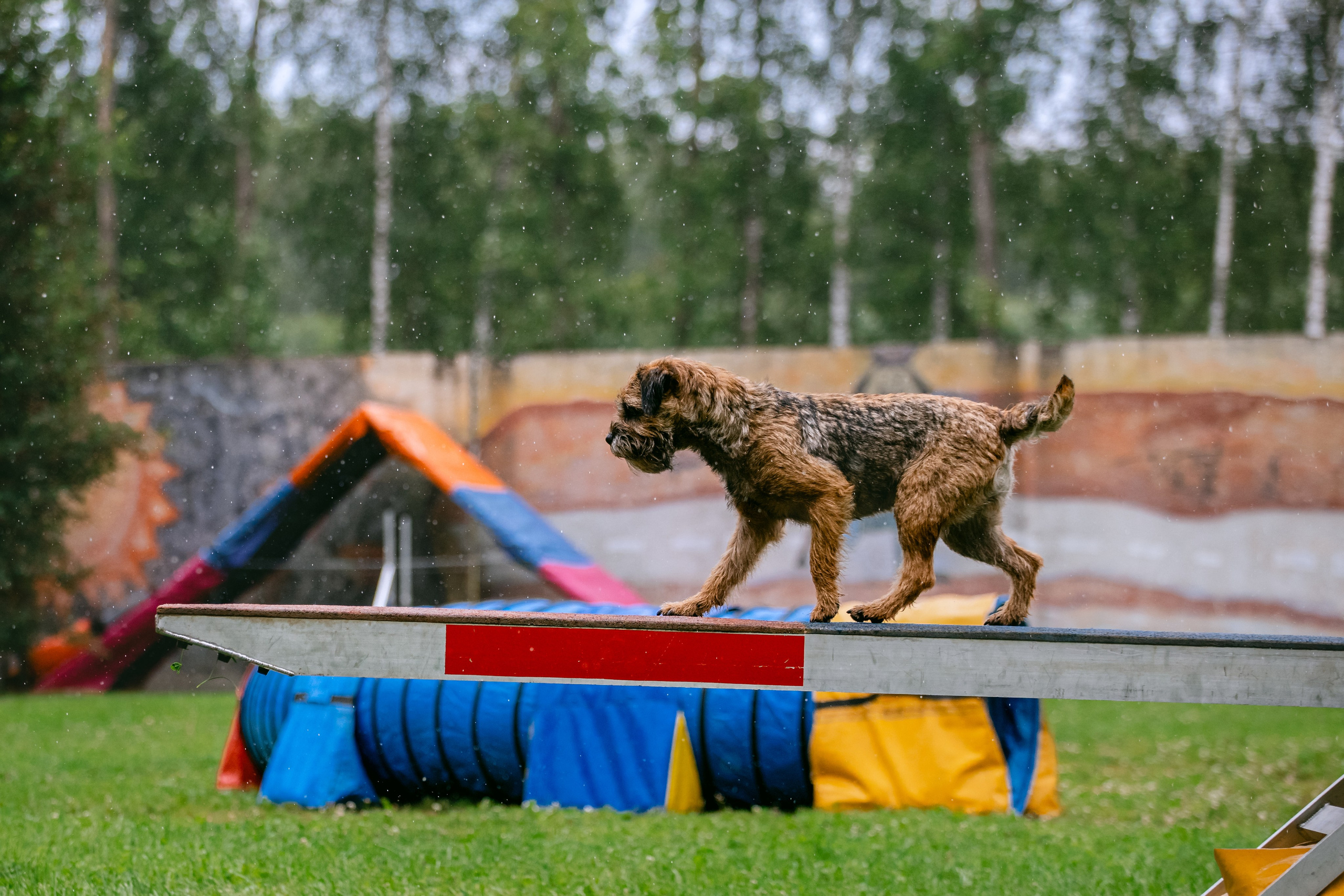 Соревнования по аджилити Долгопрудный 30.06.2025. Фотограф-анималист Татьяна Степанова