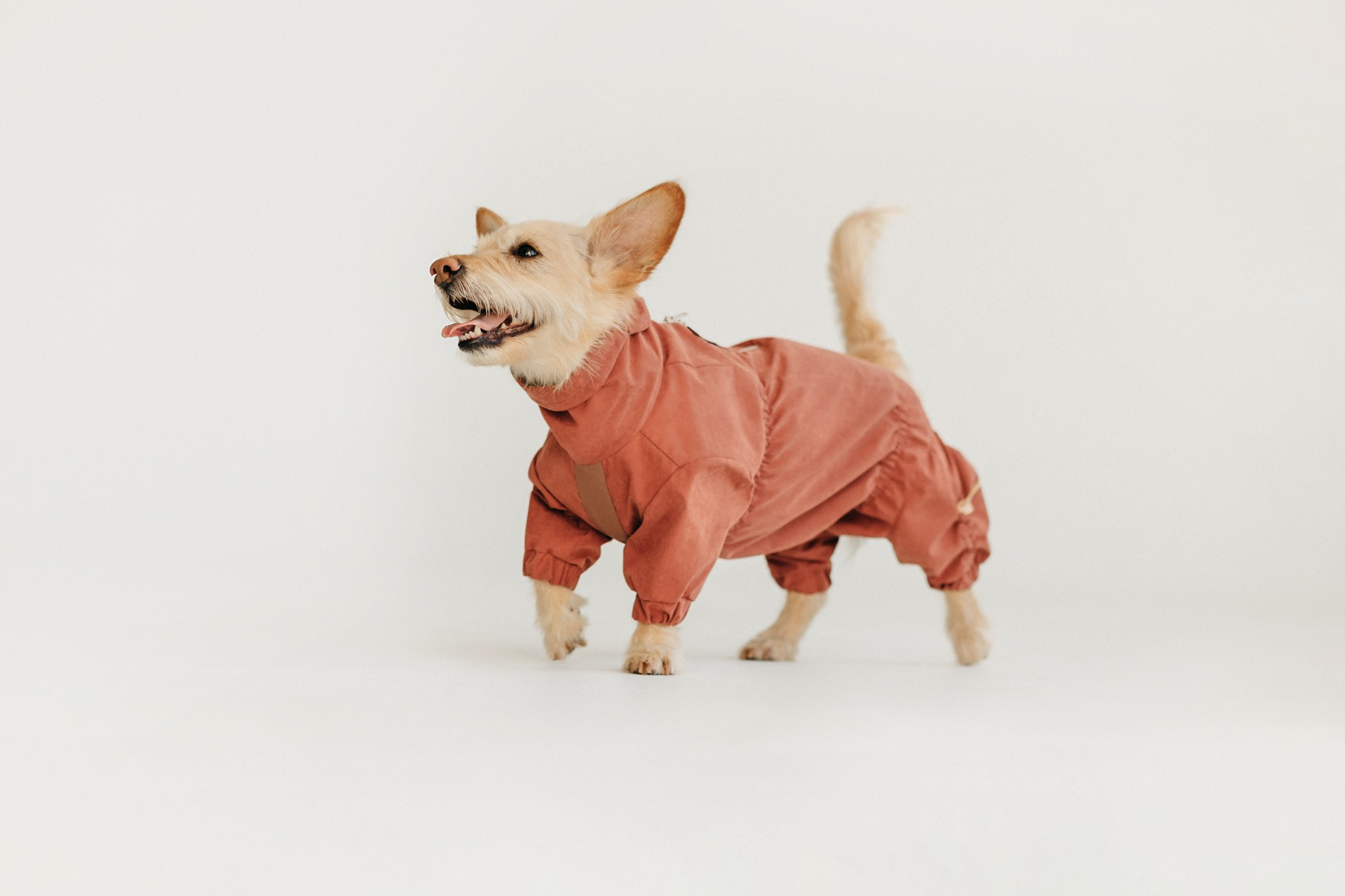 Одежда Lapa`s brand. Фотограф-анималист Елена Радченко, Москва