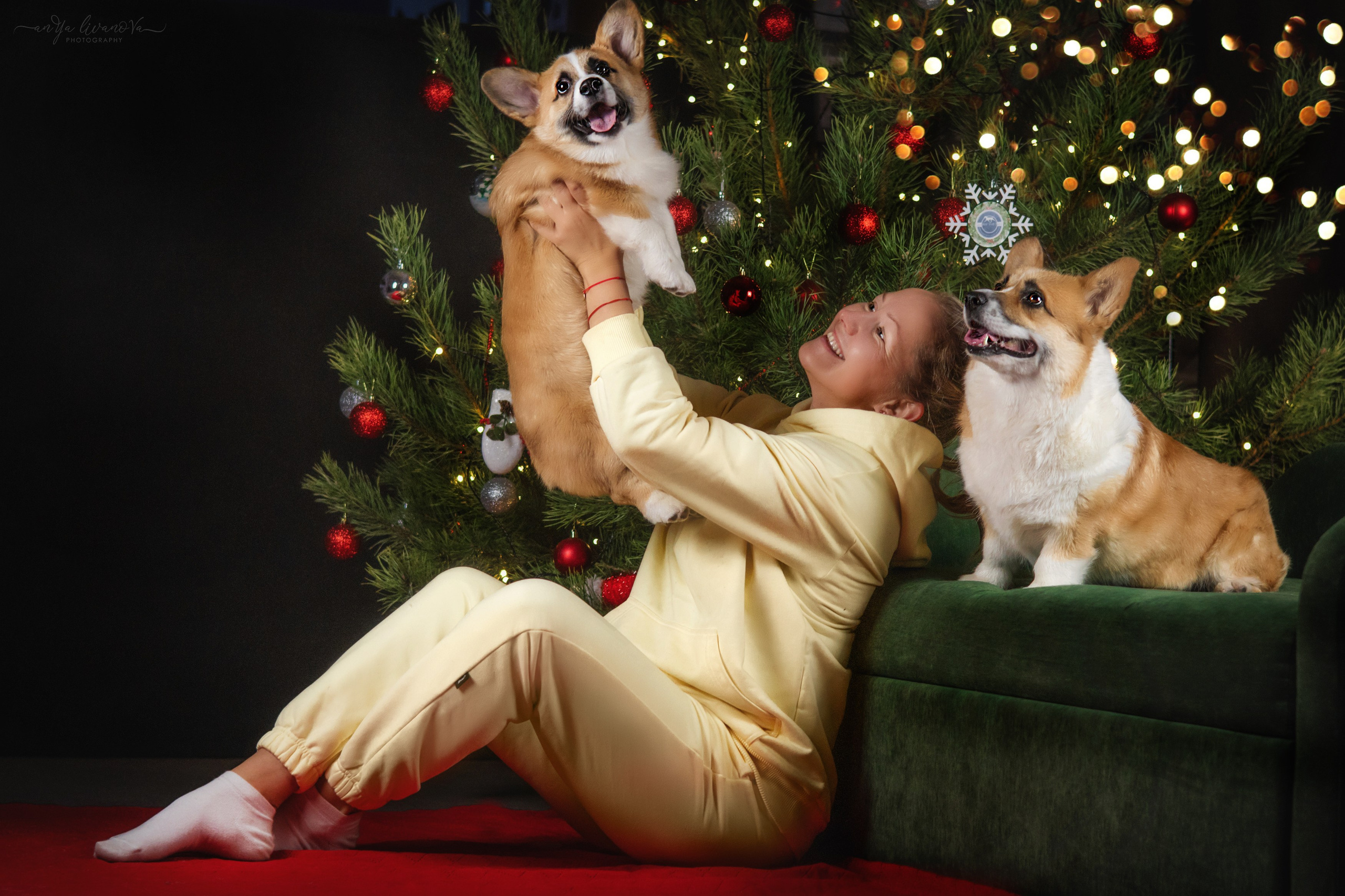 Новогодняя атмосфера в «Simply the Best». Фотограф анималист Аня Ливанова | Рыбинск