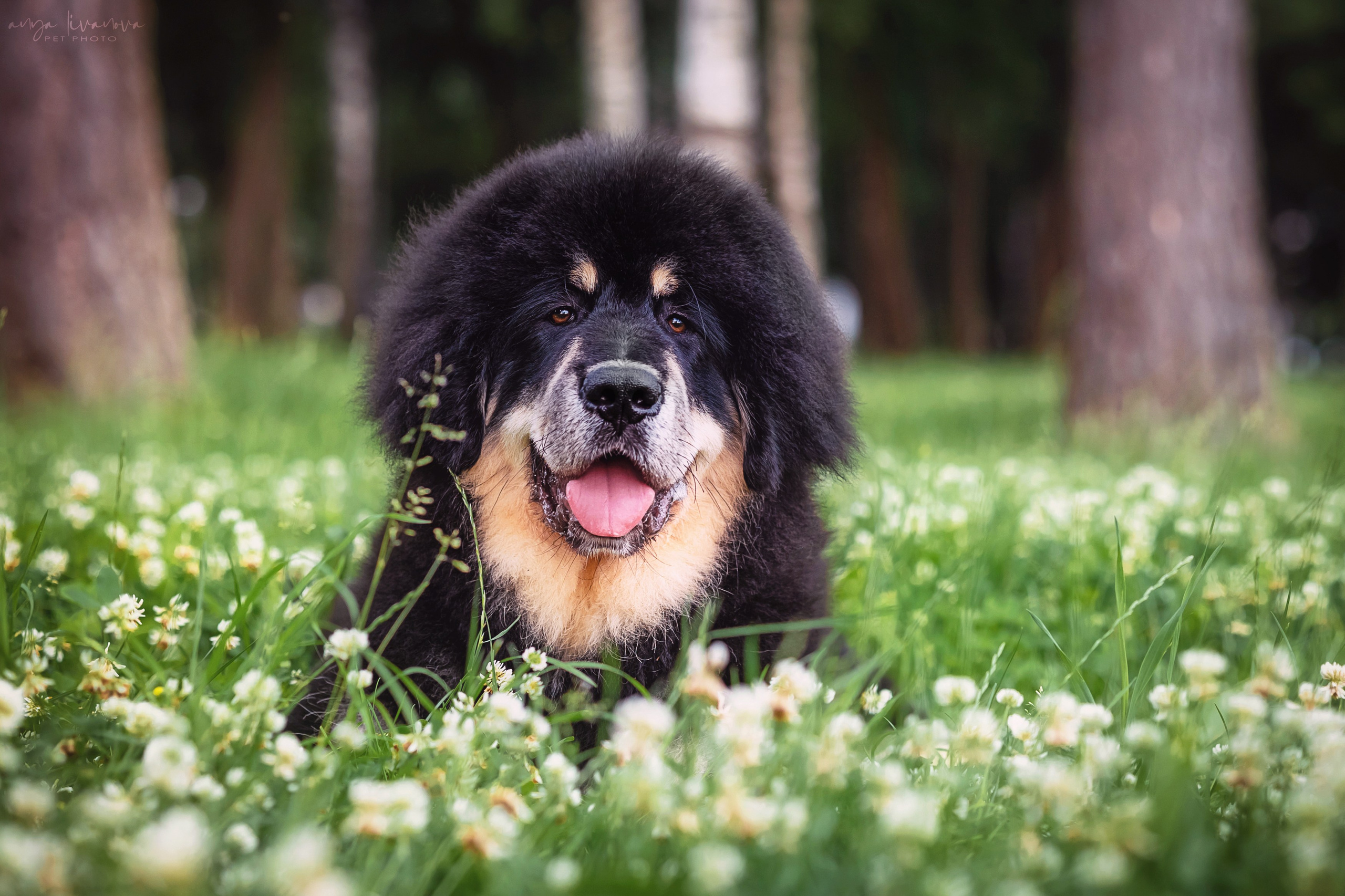 Лео. Фотограф анималист Аня Ливанова | Рыбинск