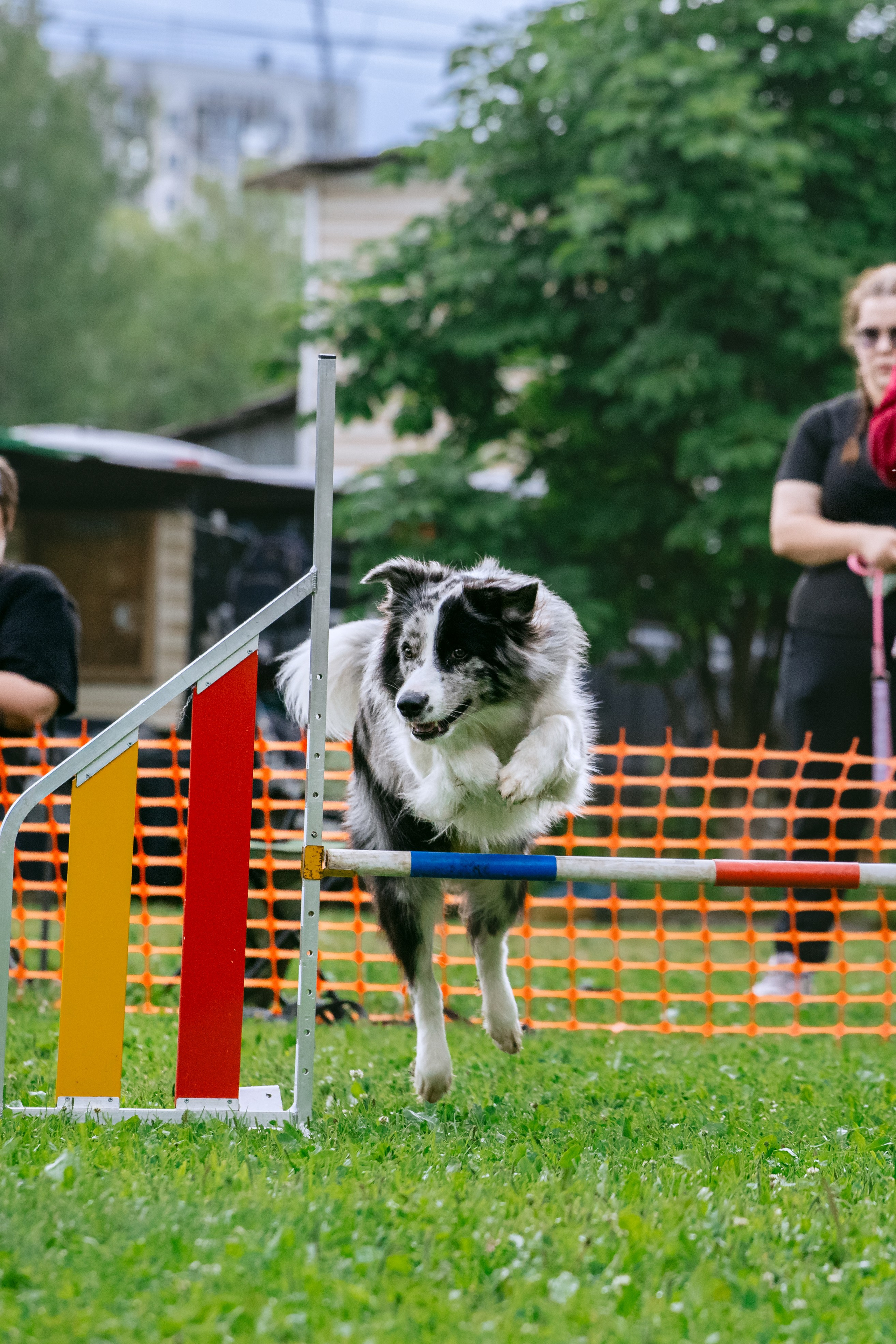 Соревнования по аджилити Долгопрудный 30.06.2025. Фотограф-анималист Татьяна Степанова