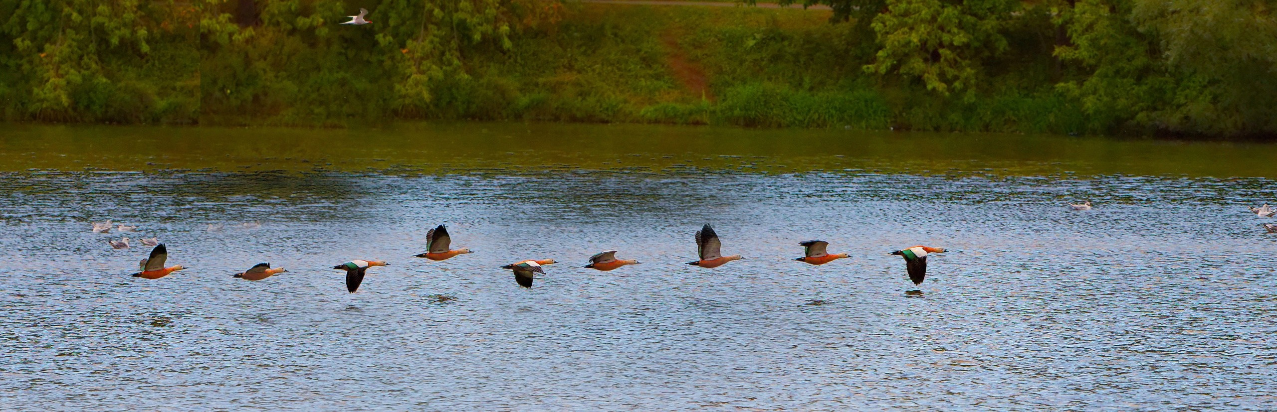 ПРИРОДА. Слепки времени. Фотографии природы и событий. Москва. Сергей Аллагулов