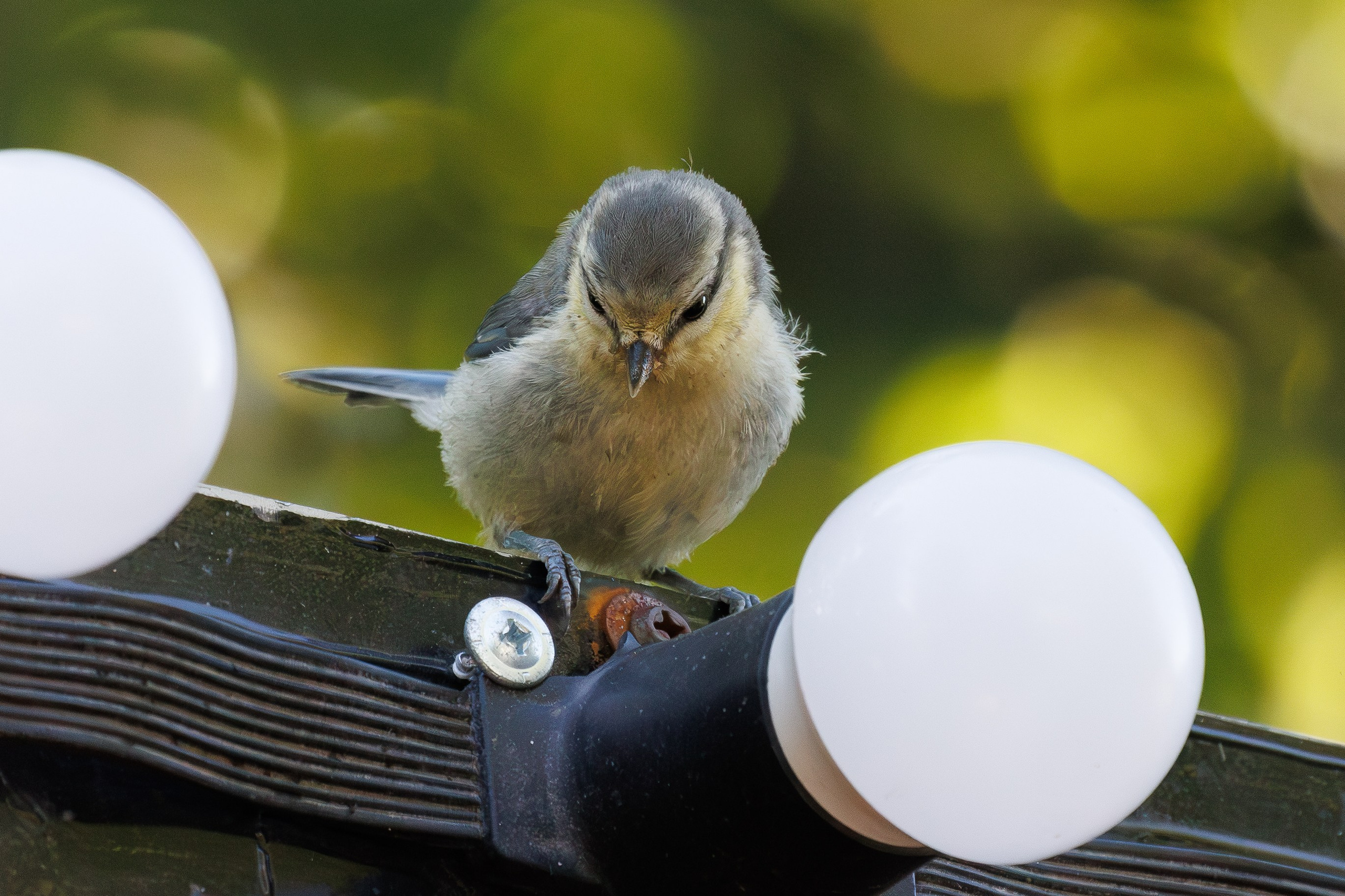 Обыкновенная лазоревка,  г. Люберцы, парк "Центральный" Снято на Canon EOS R8, RF 600 mm f11.