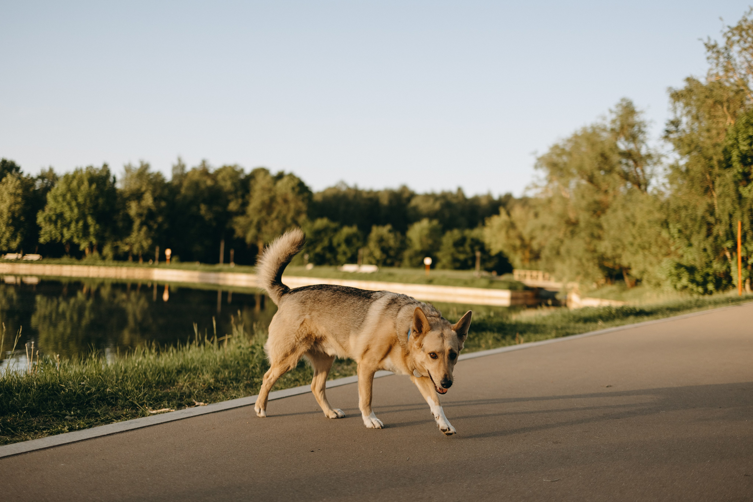 Татьяна, Сергей и их Булочка и Пончик. Фотограф — Анималист | Санкт-Петербург