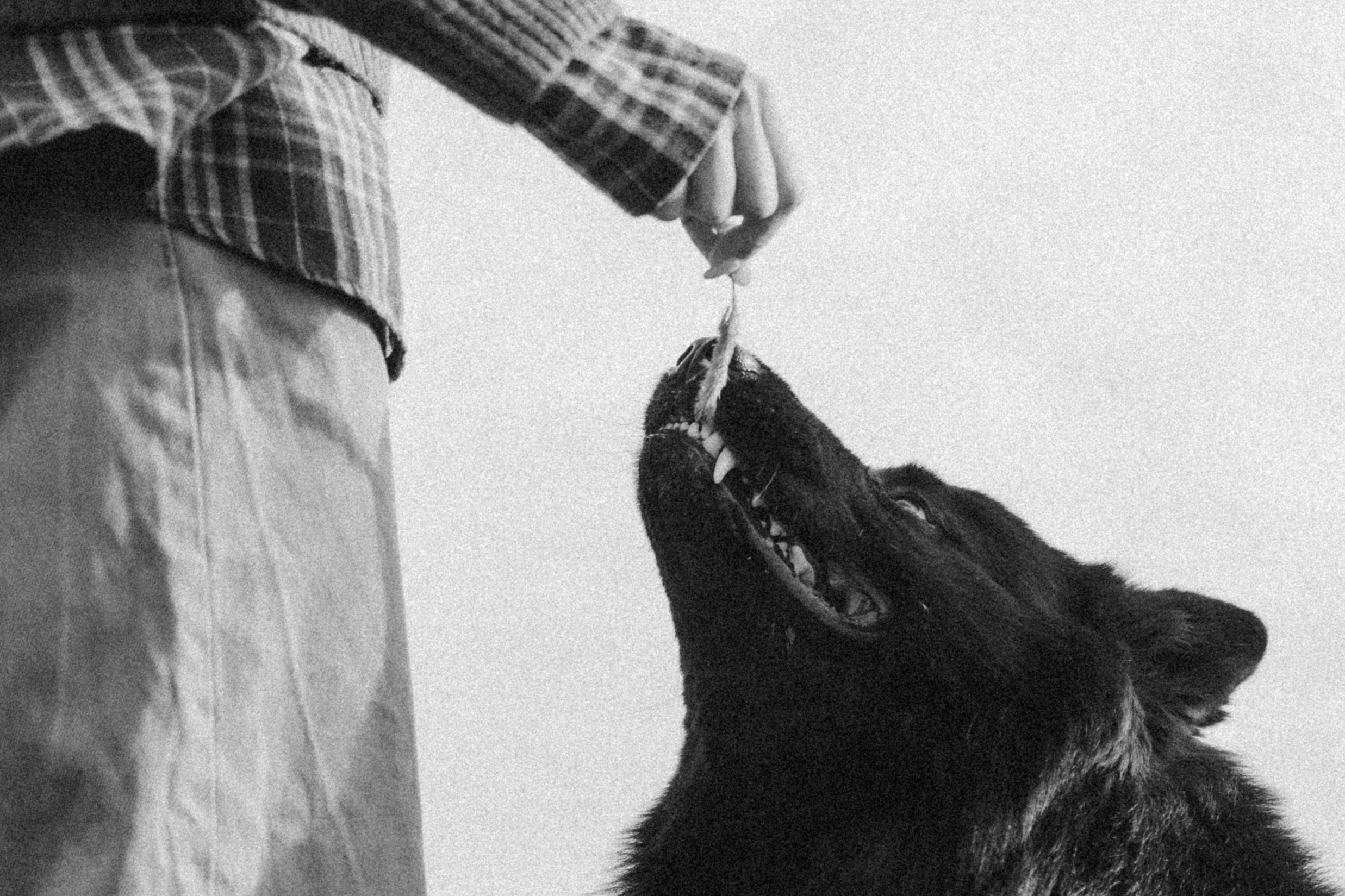 Лора и Джанго. Фотограф — Анималист | Санкт-Петербург