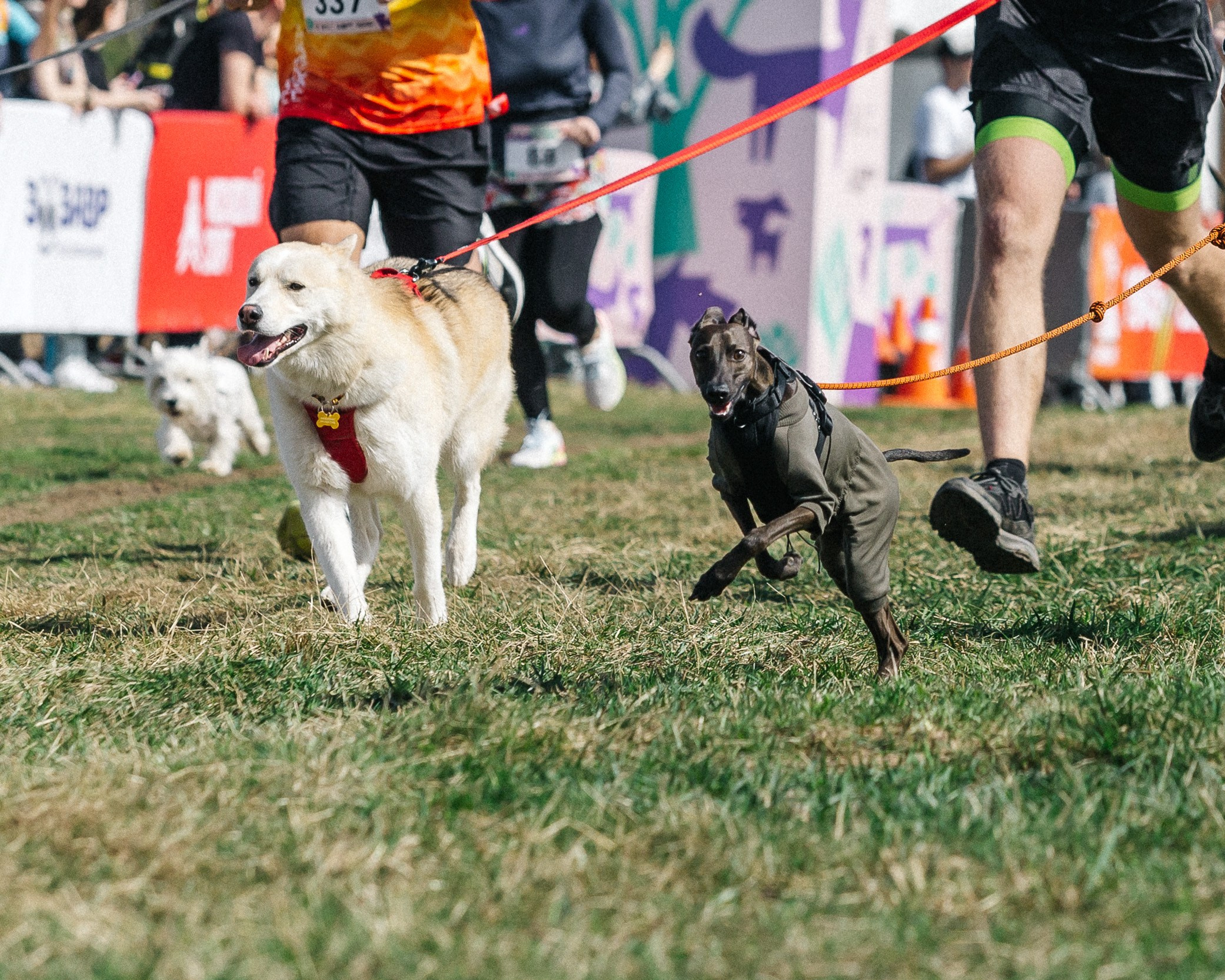 Кросс «Быстрый пёс» 2025. Репортажный фотограф в Москве