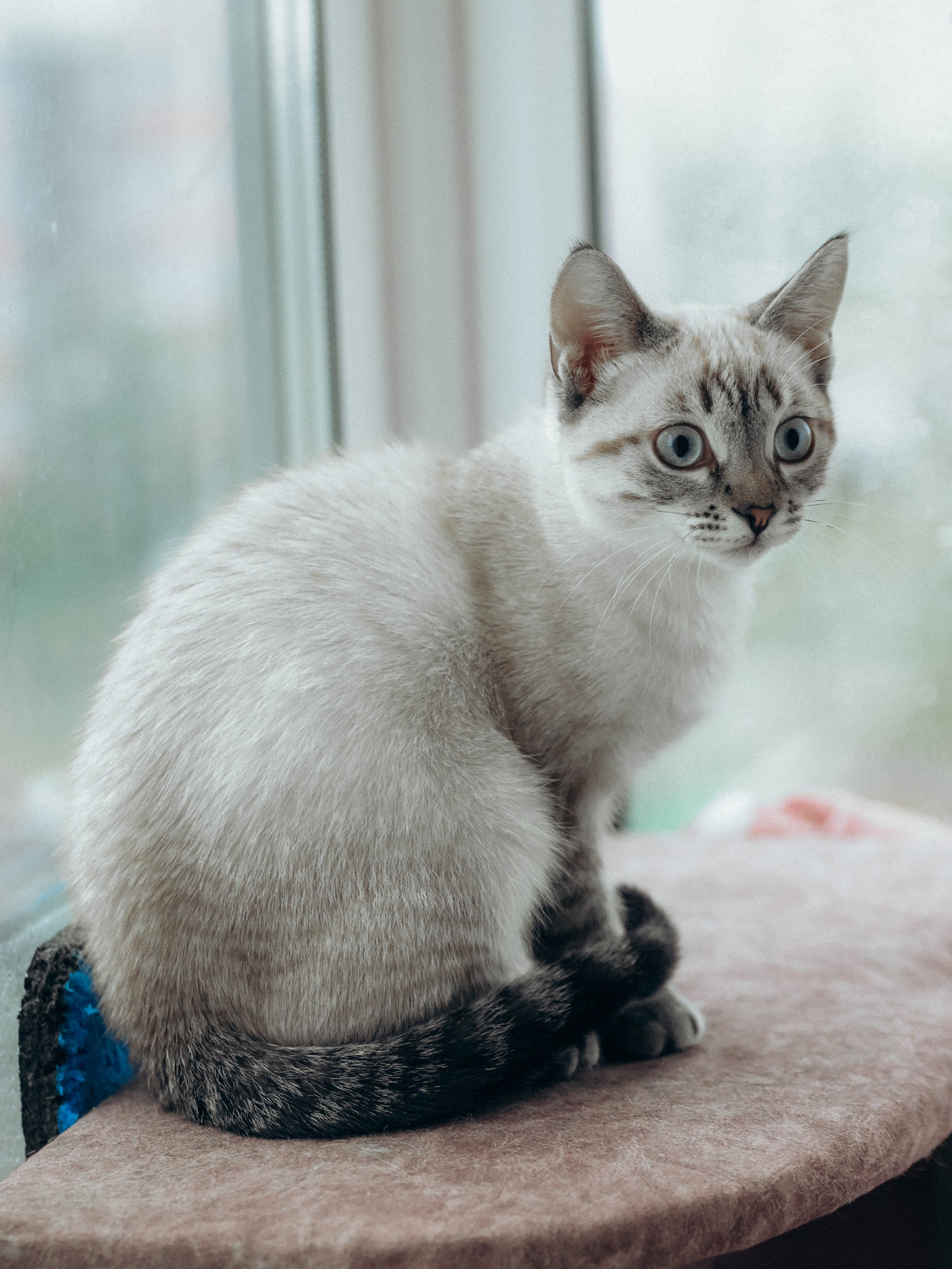 Любовь и котики. Мультифотограф Динара Ахмедзянова