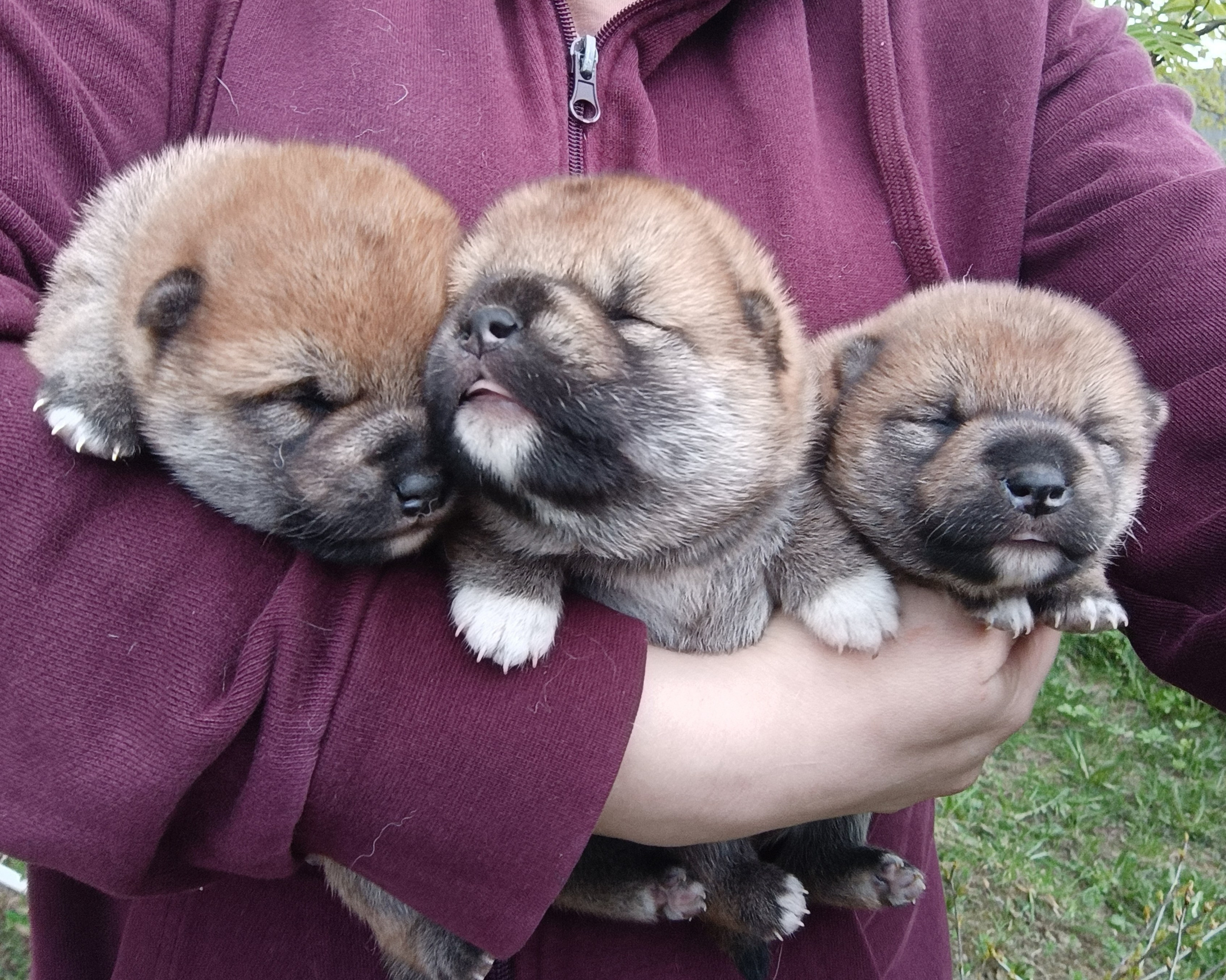 сиба питомник Рубилайт щенки на продажу rubylight  сиба щенки купить СПб Санкт-Петербург