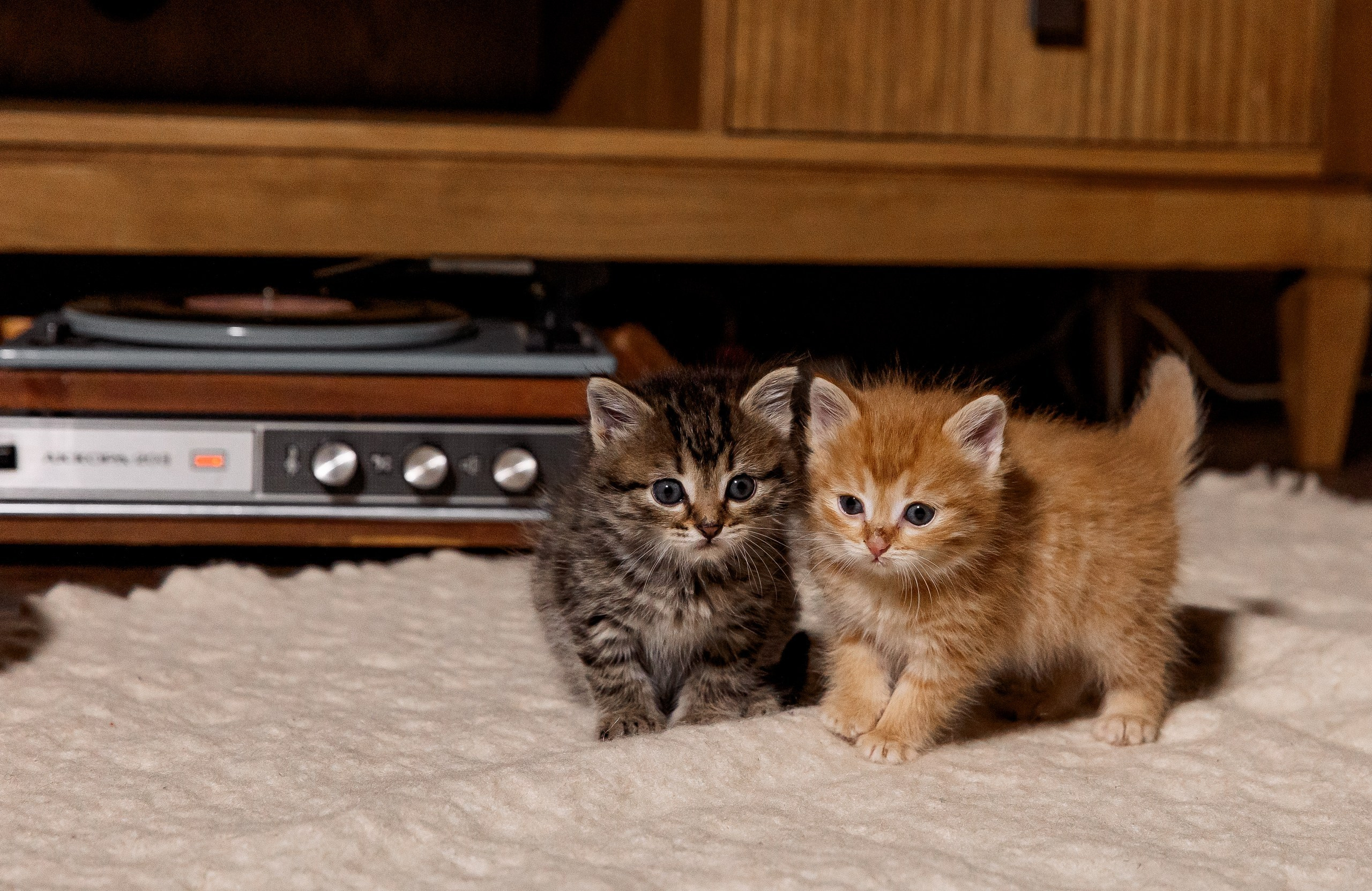 Эдуард и Дарья с сыновьями. Свадебный и семейный фотограф в Челябинске Юлия Ишимова