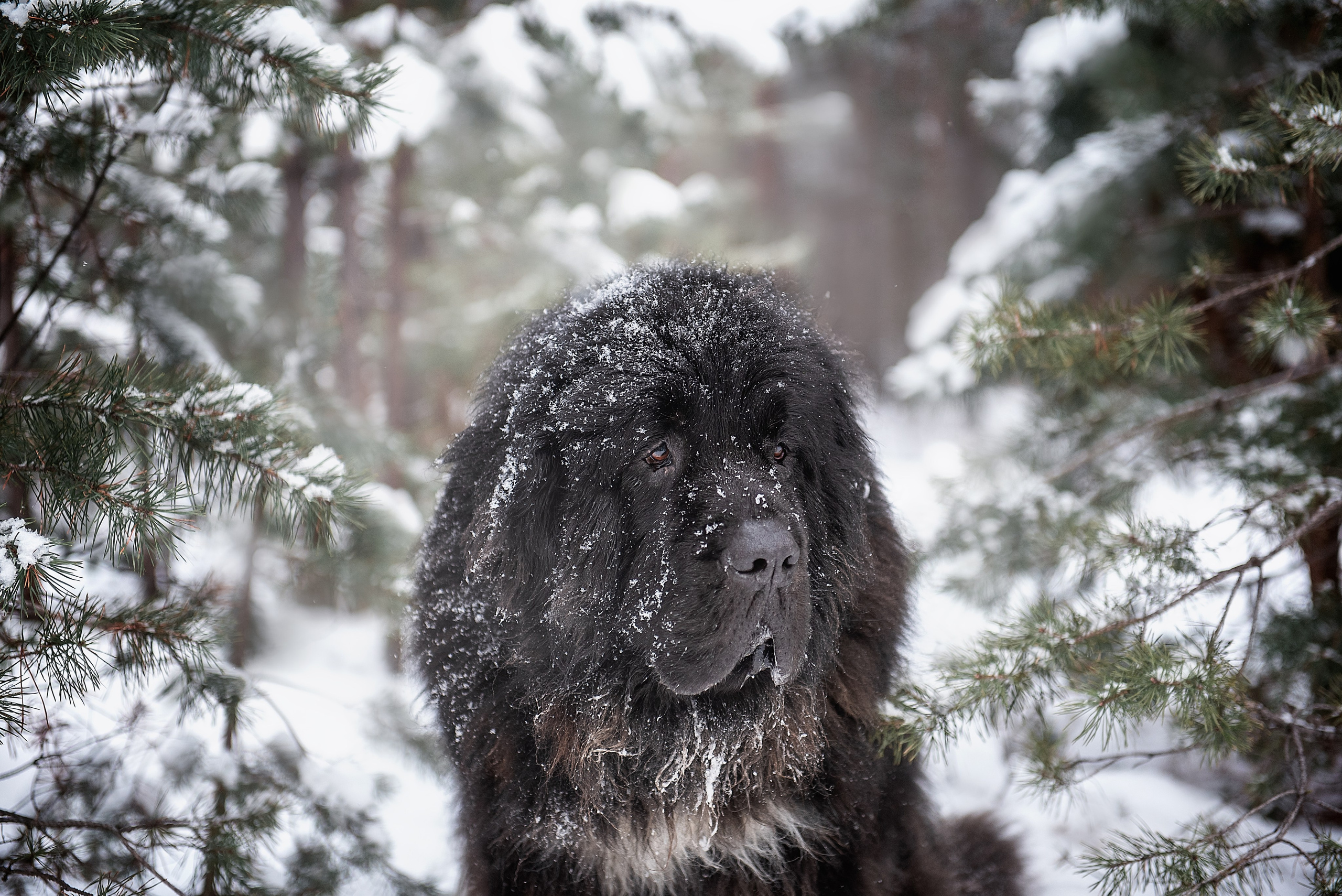 Ньюфаундленды. Мотофотограф в Нижнем Новгороде Динара Зуйкова