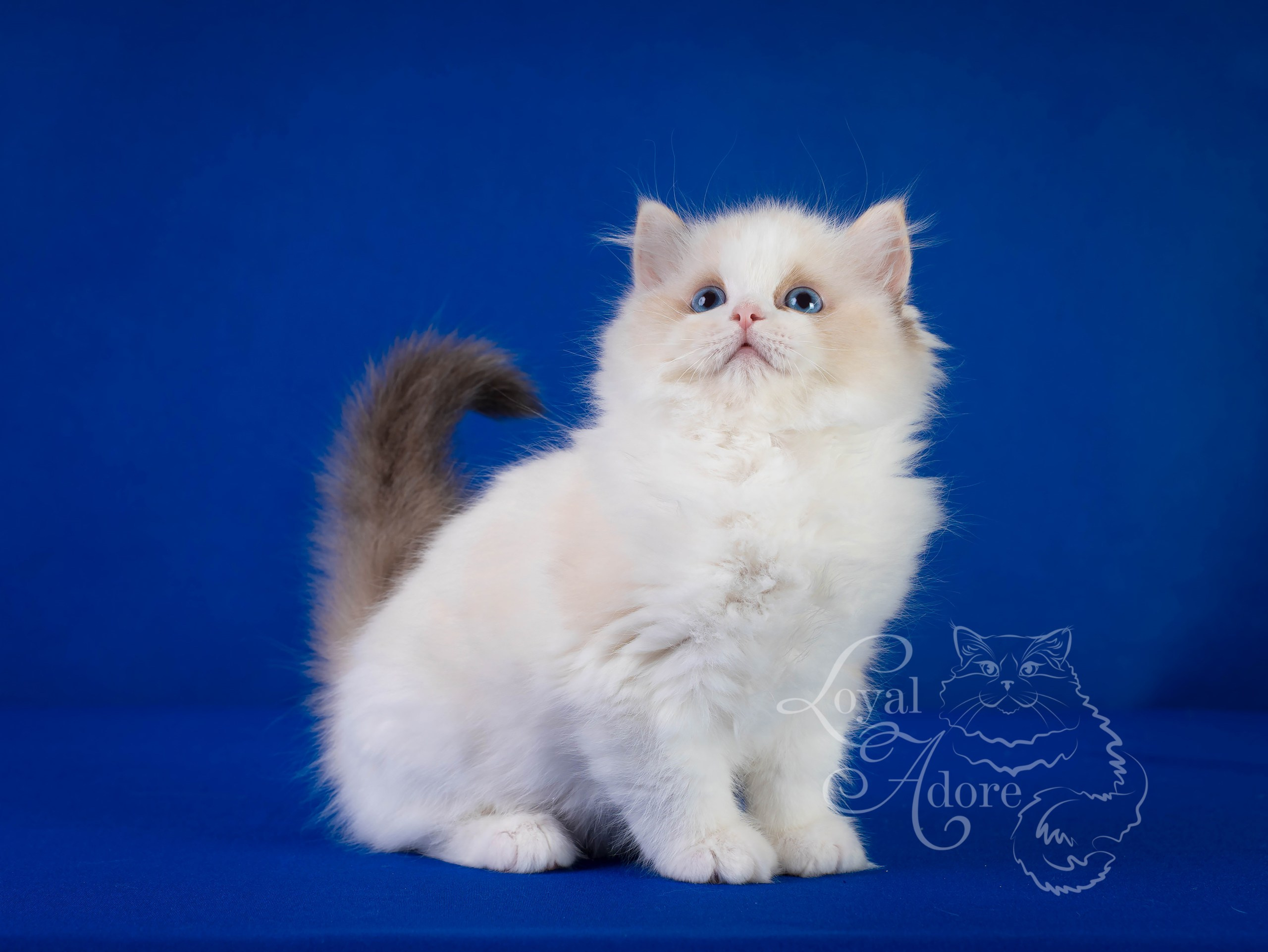 Кошки производители Loyal Adore. Питомник рэгдолл Loyal Adore