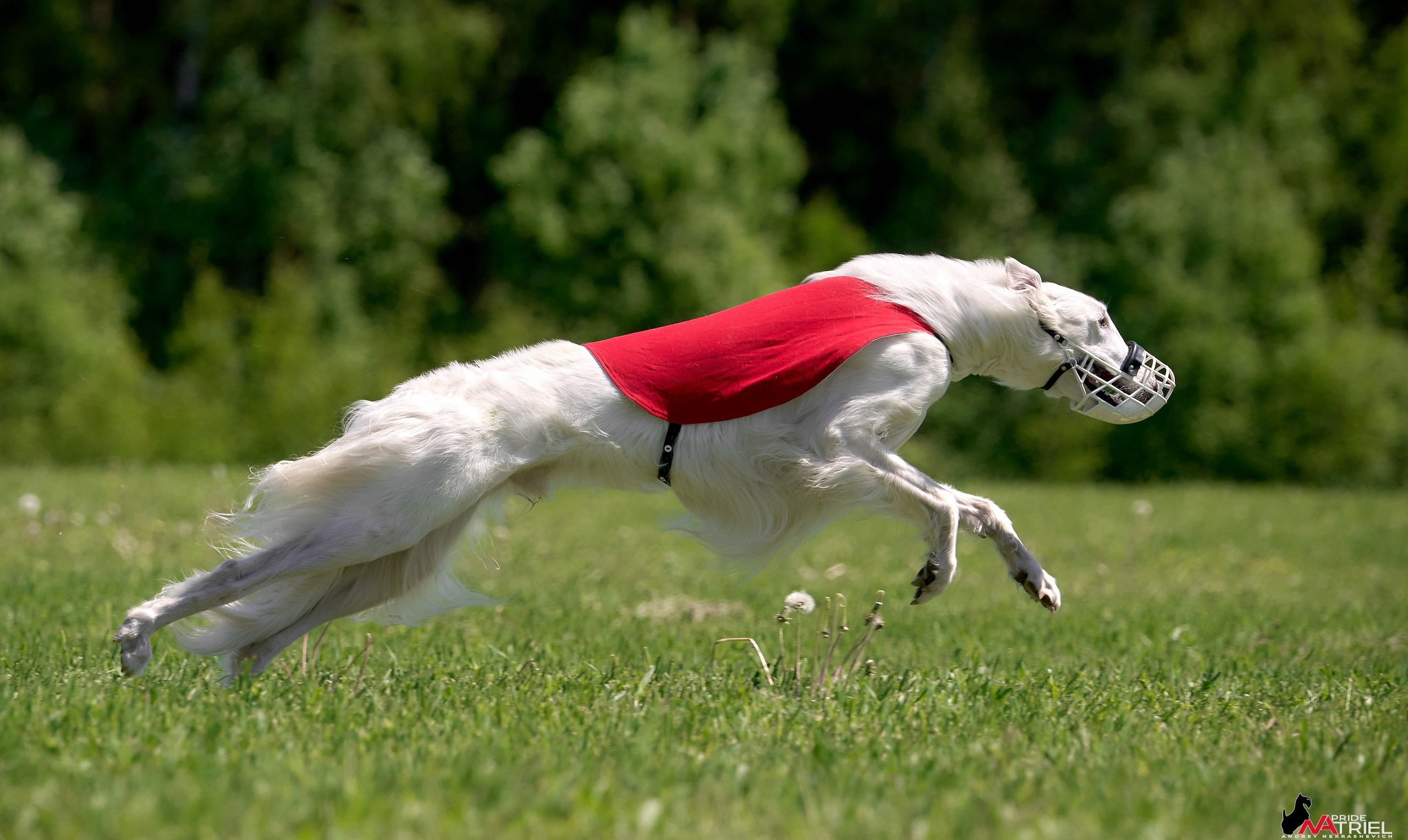 Съемка курсинг — галерея NATRIEL