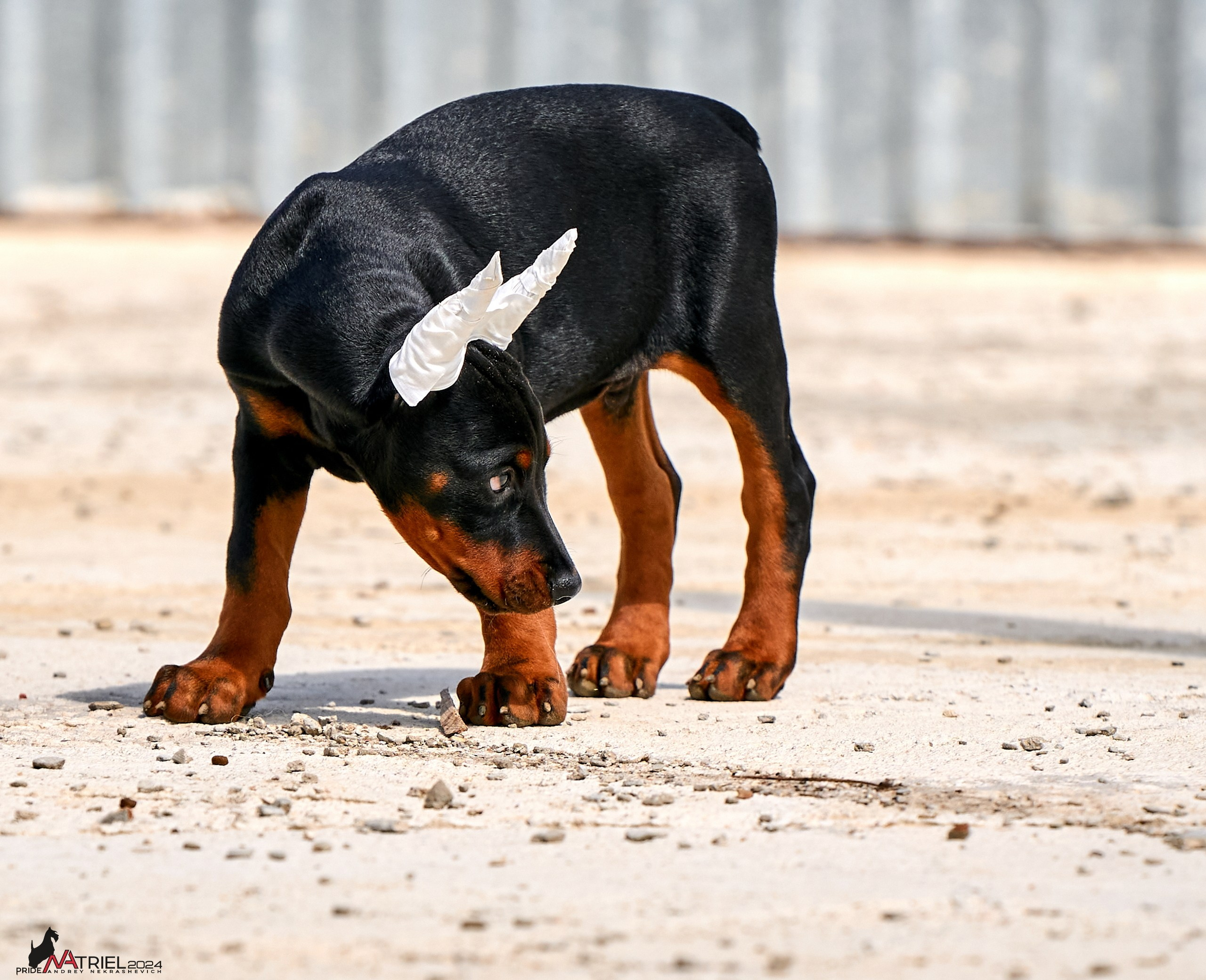 Съемка щенков доберманы