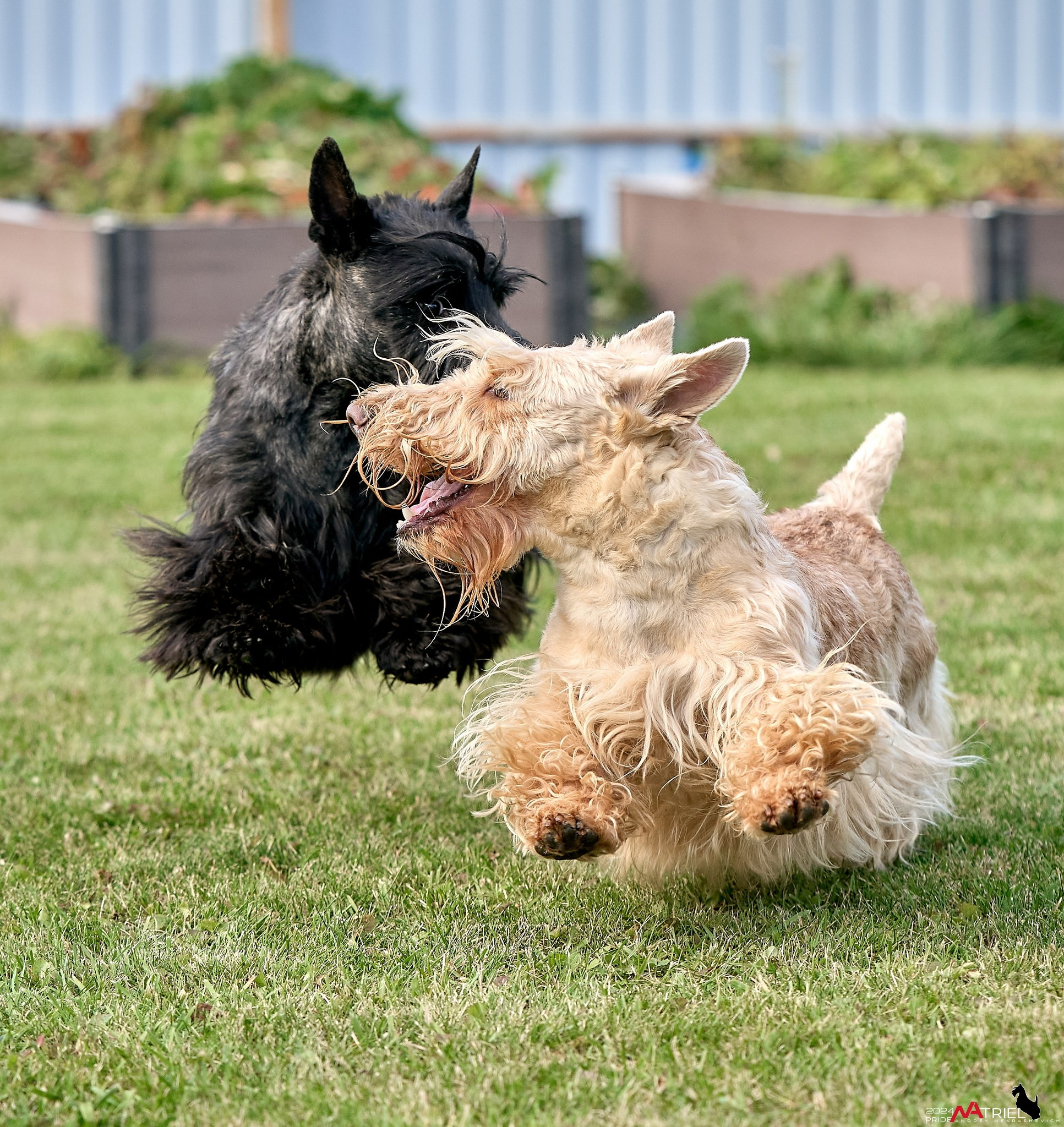 Репортаж со встречи питомника
