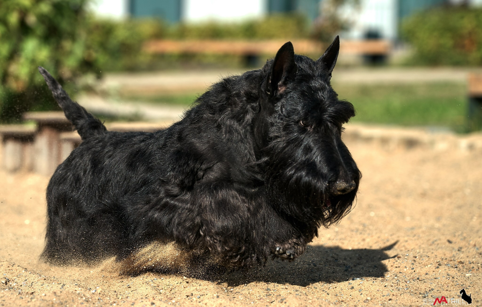 Фотопрогулка с шотландским терьером
