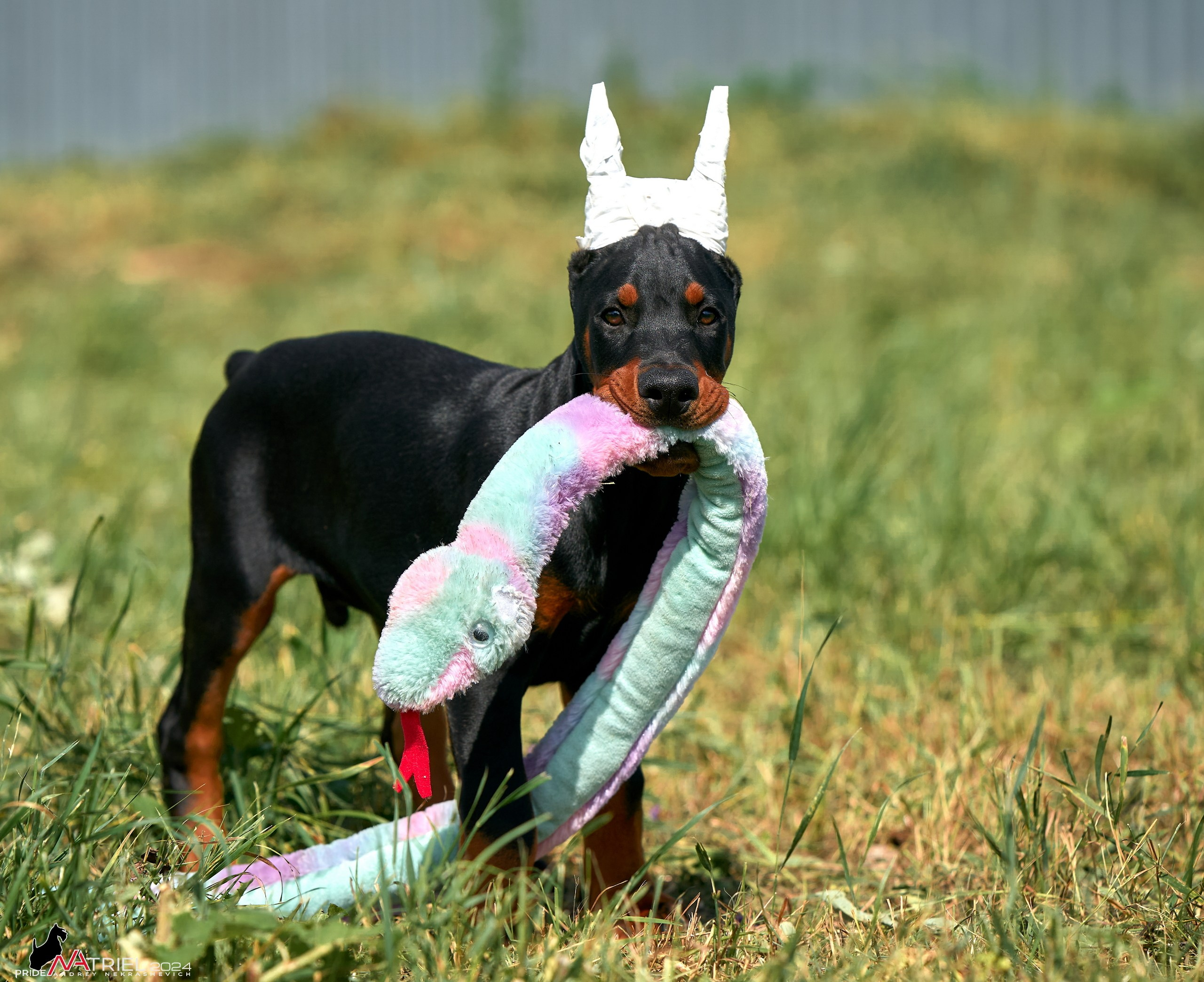 Съемка щенков доберманы