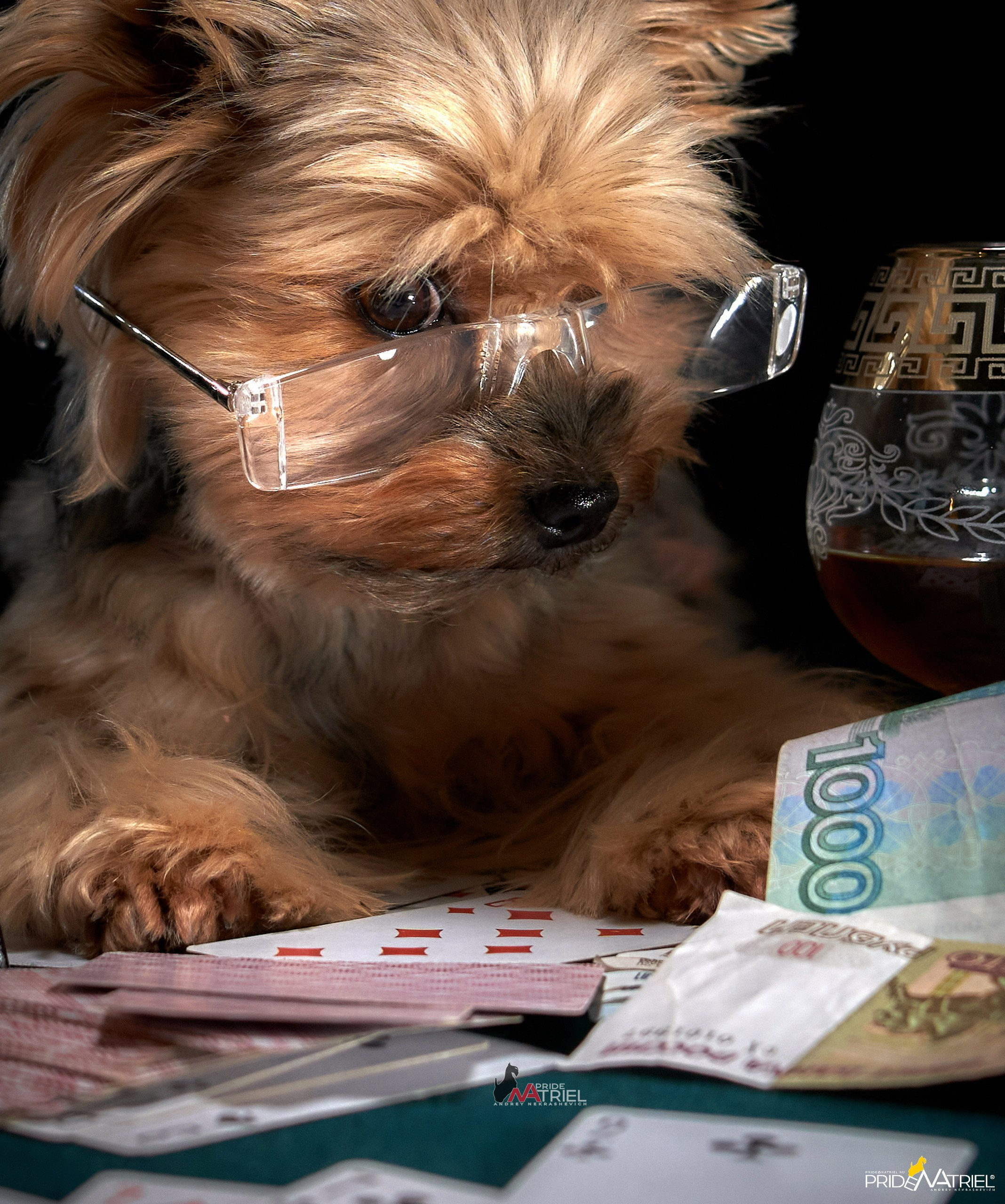 Портреты собак — галерея NATRIEL