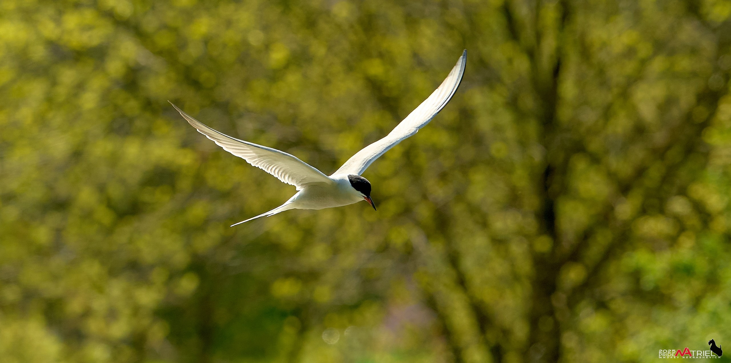 Птички и цветочки