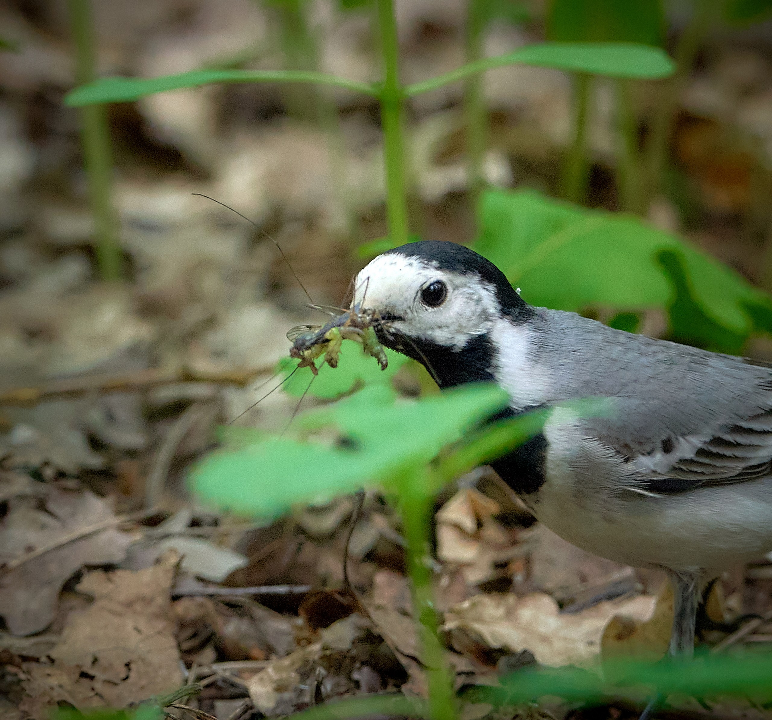Фото птиц — галерея NATRIEL