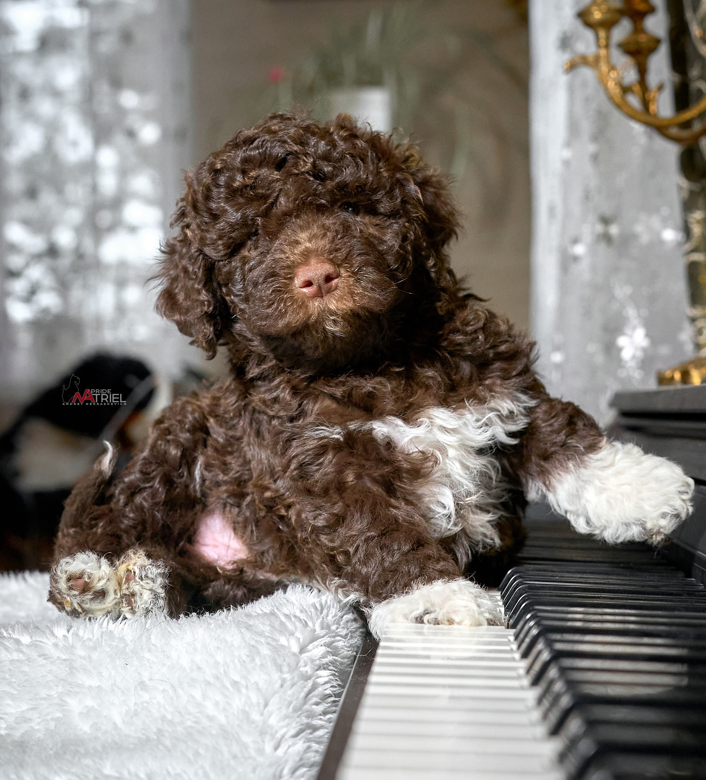 Щенки дома — галерея NATRIEL