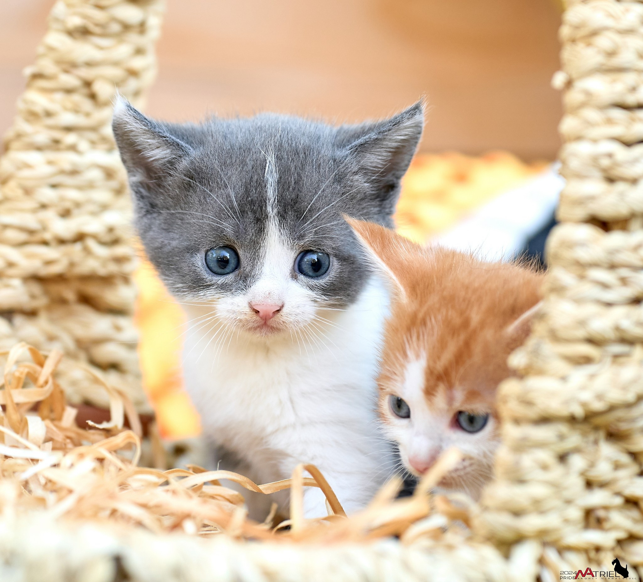 Домашние кошки — галерея NATRIEL