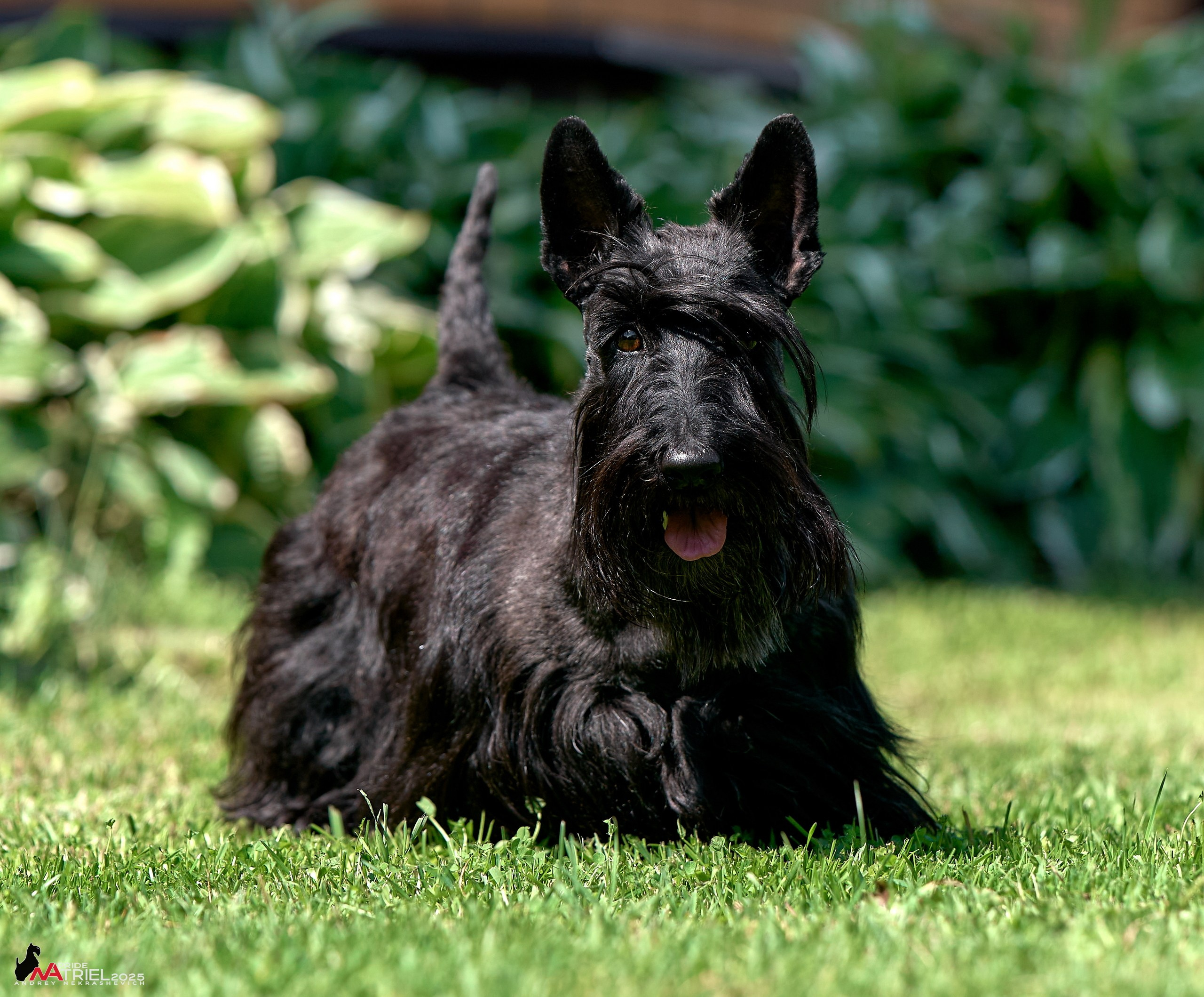 Алабаи и скотч-терьеры в питомнике у Ольги