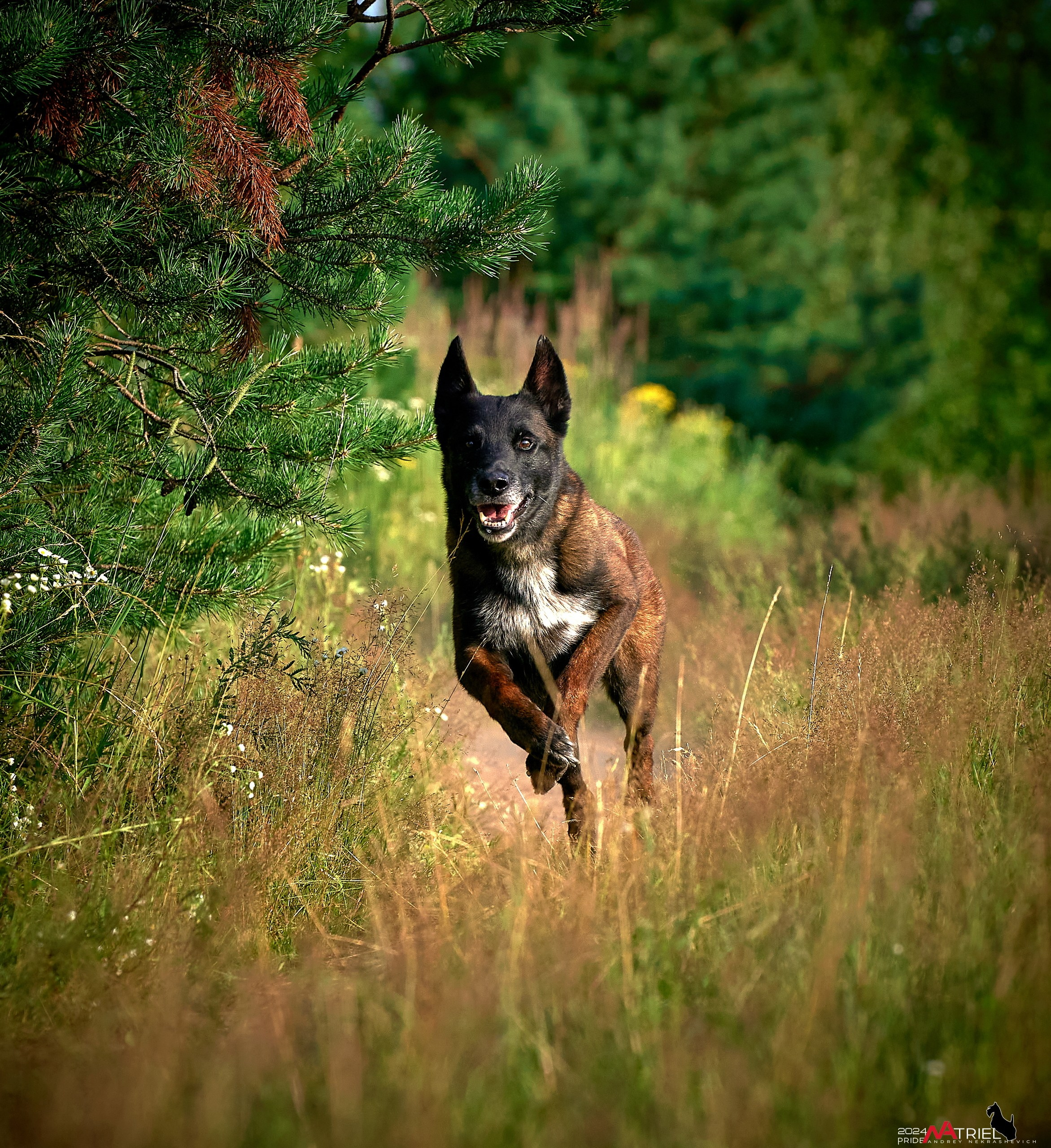 Репортаж из кинологического лагеря