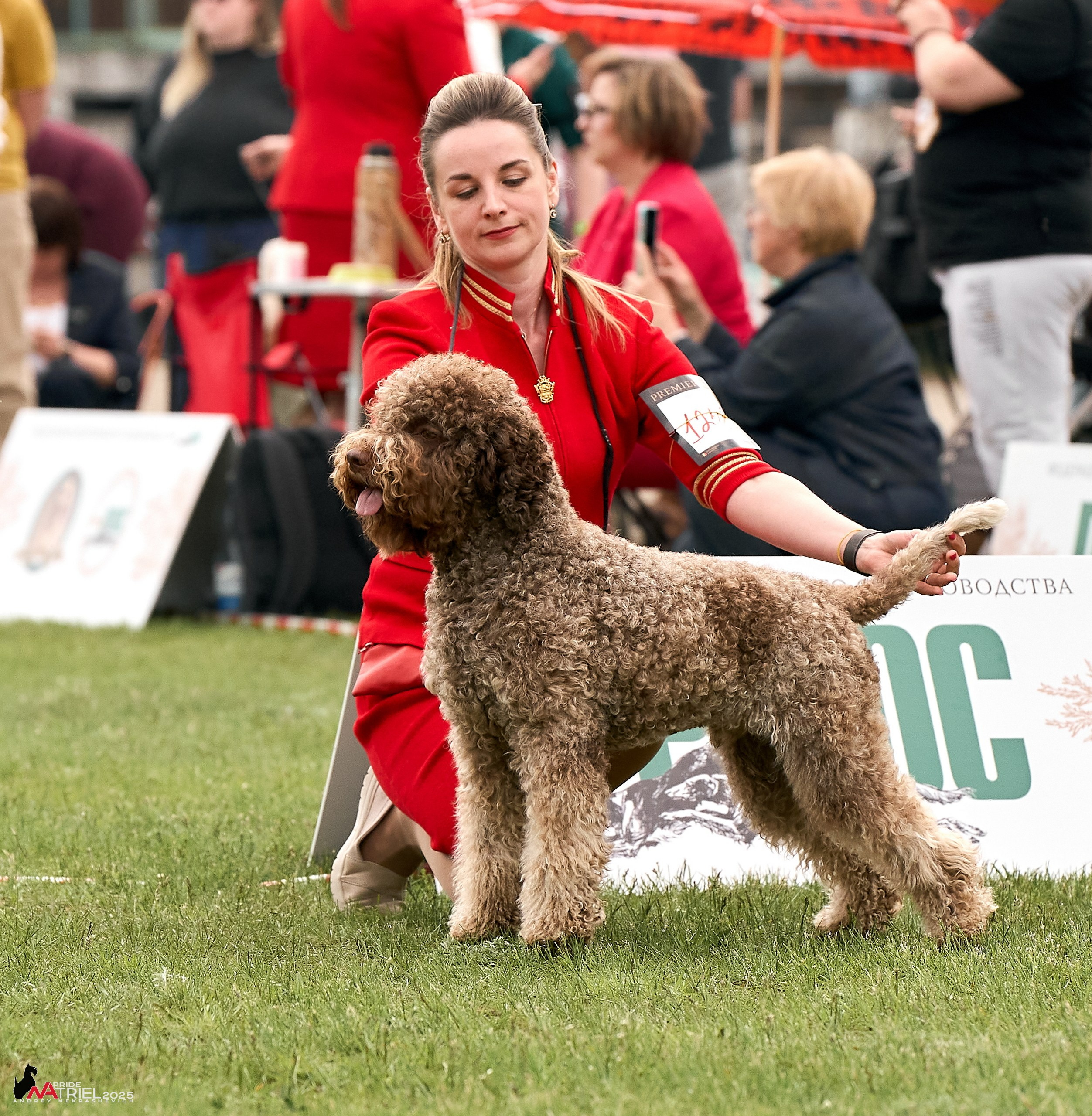 Выставка собак Суздаль-Владимир