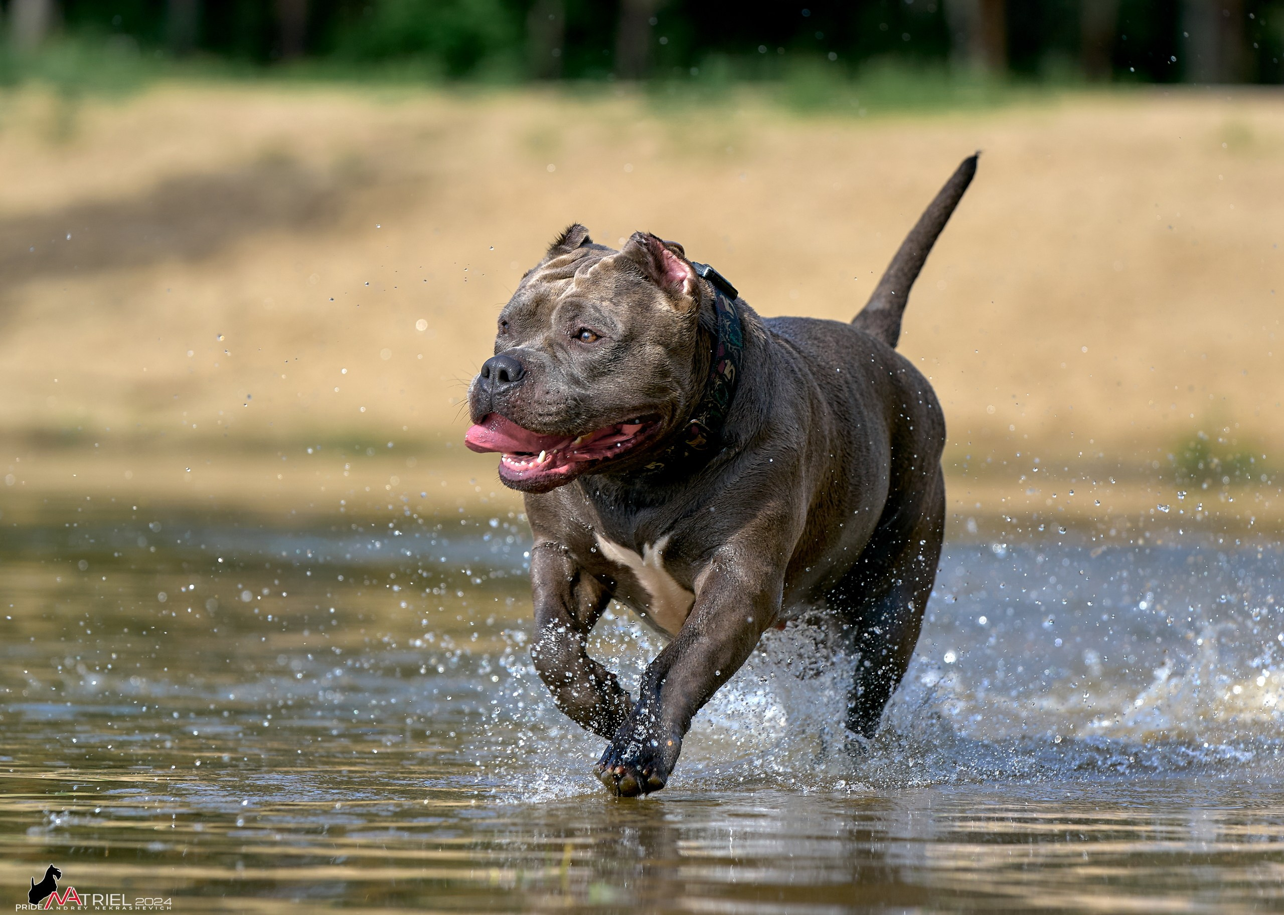 Фотопрогулка с булли