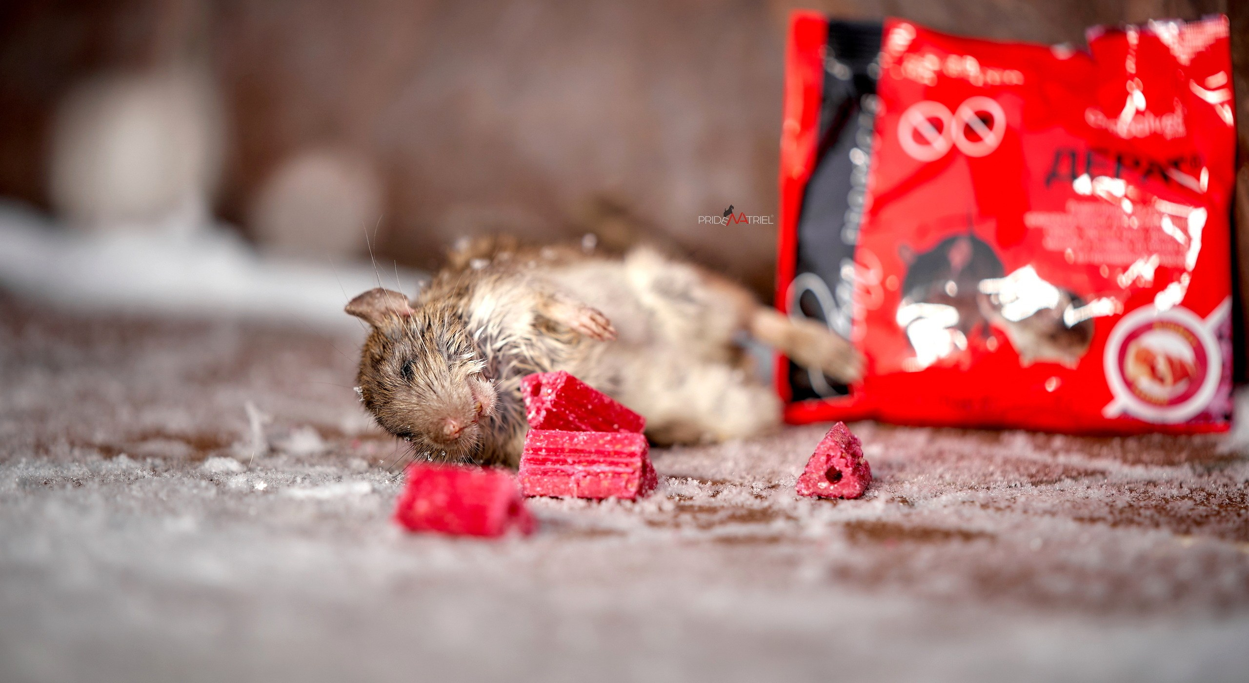 Реклама с животными — галерея NATRIEL