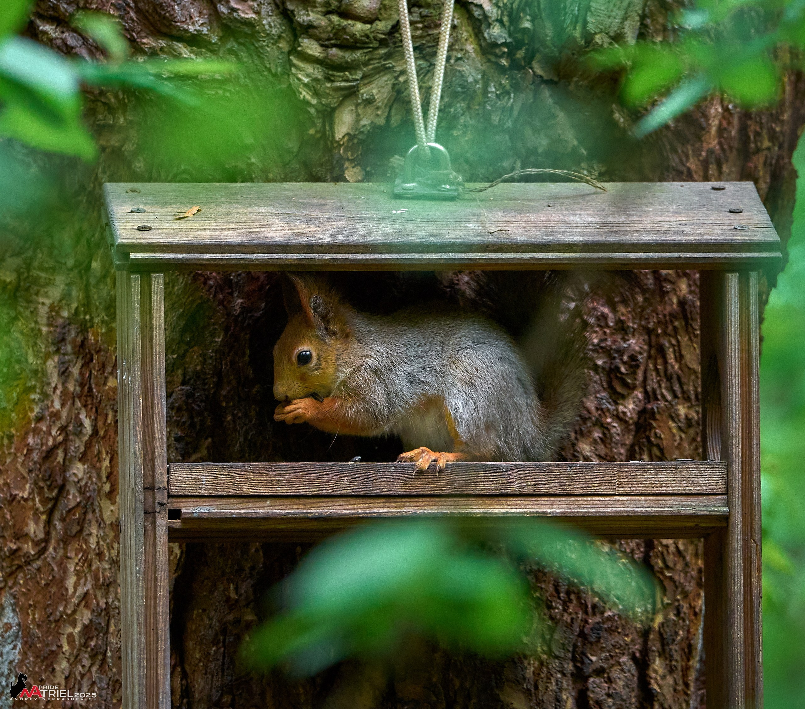 Съемка в майском лесу