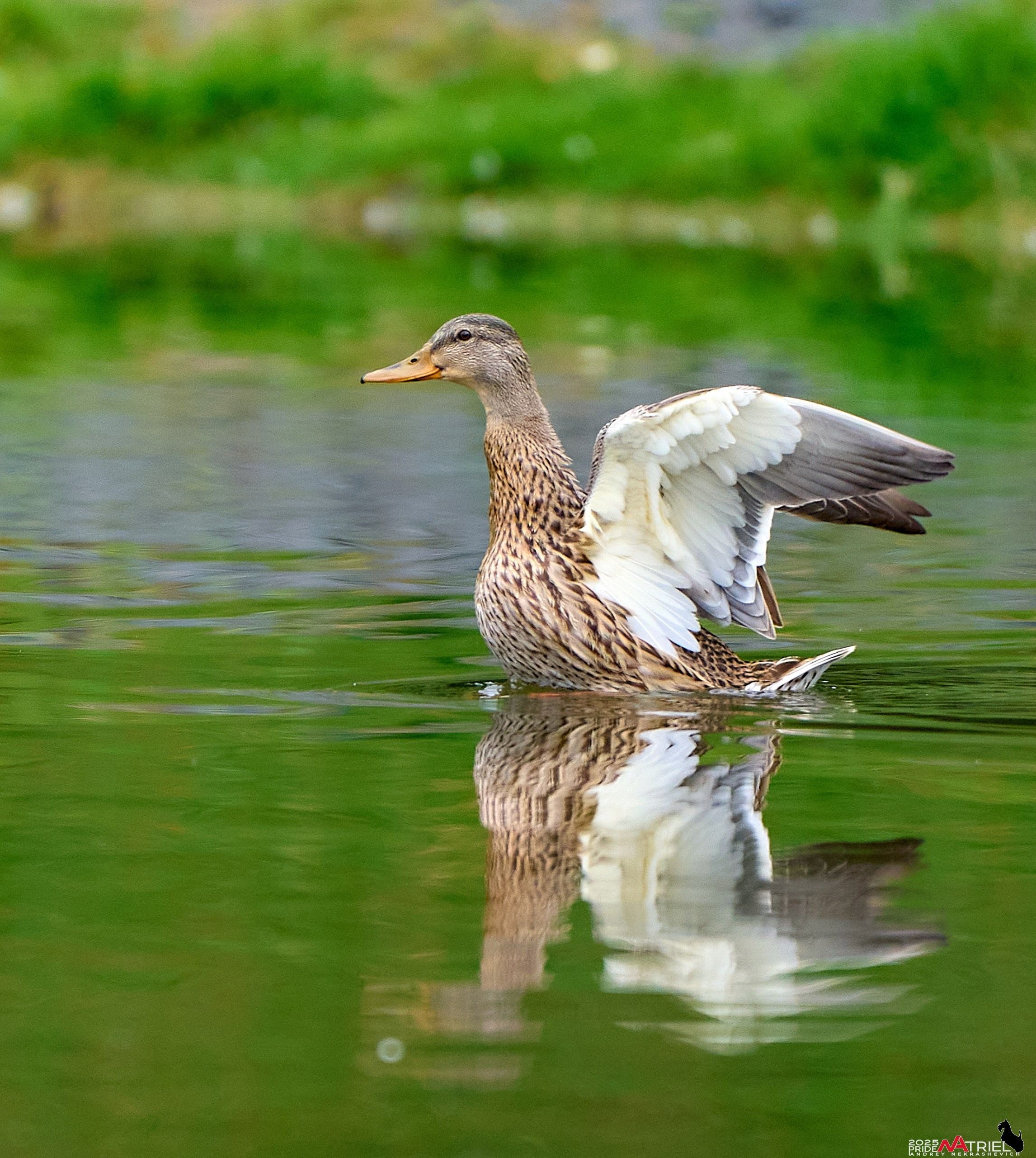 Утки на пруду