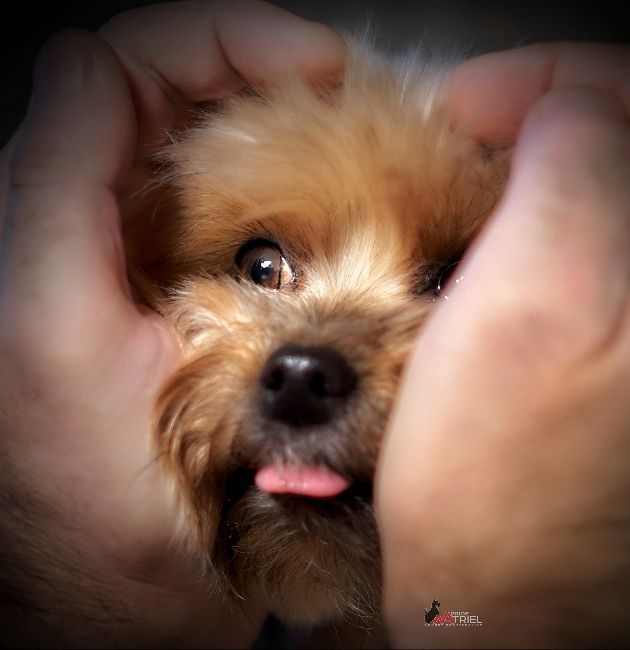 Йоркширский терьер Циля